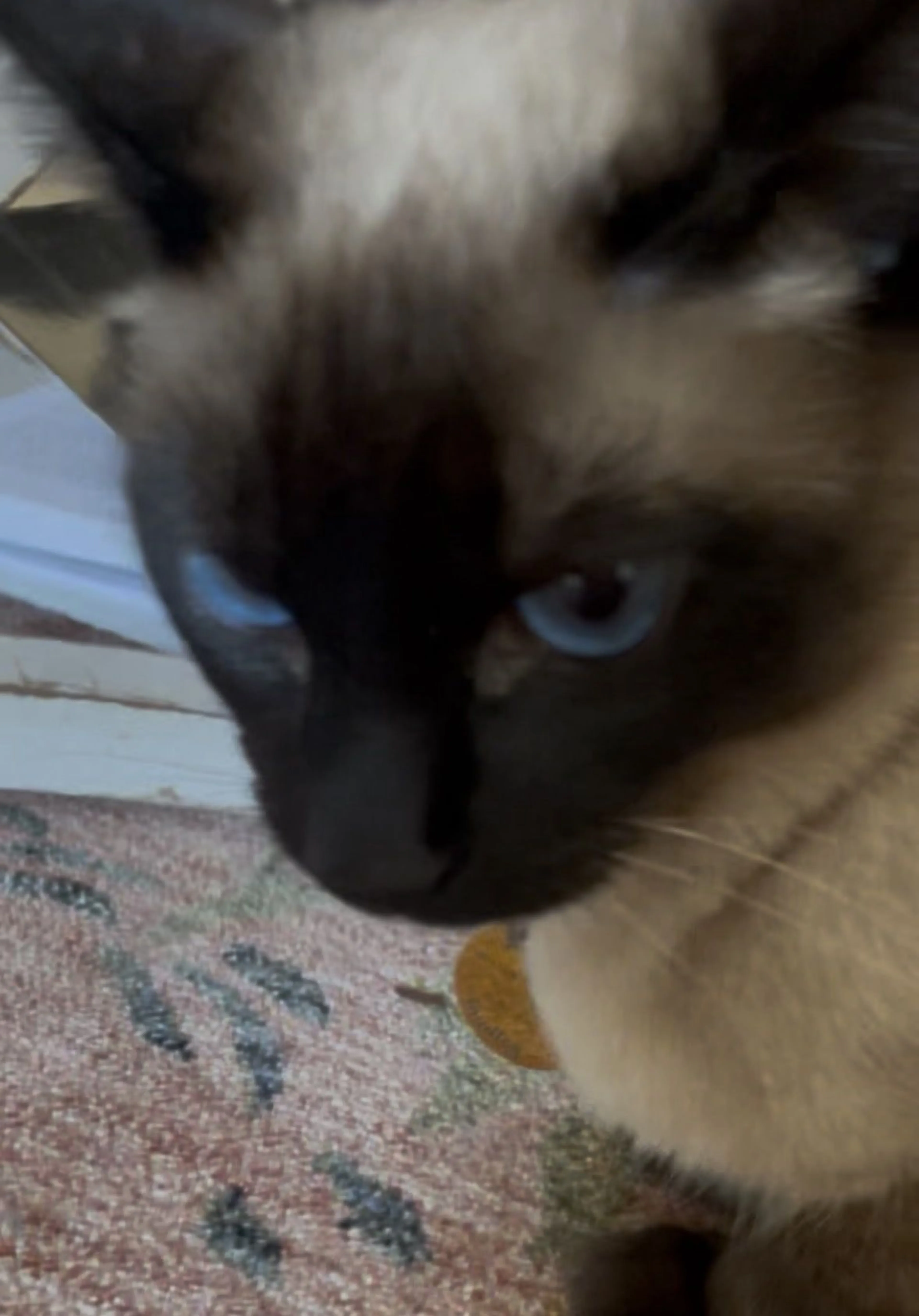 Lost pet