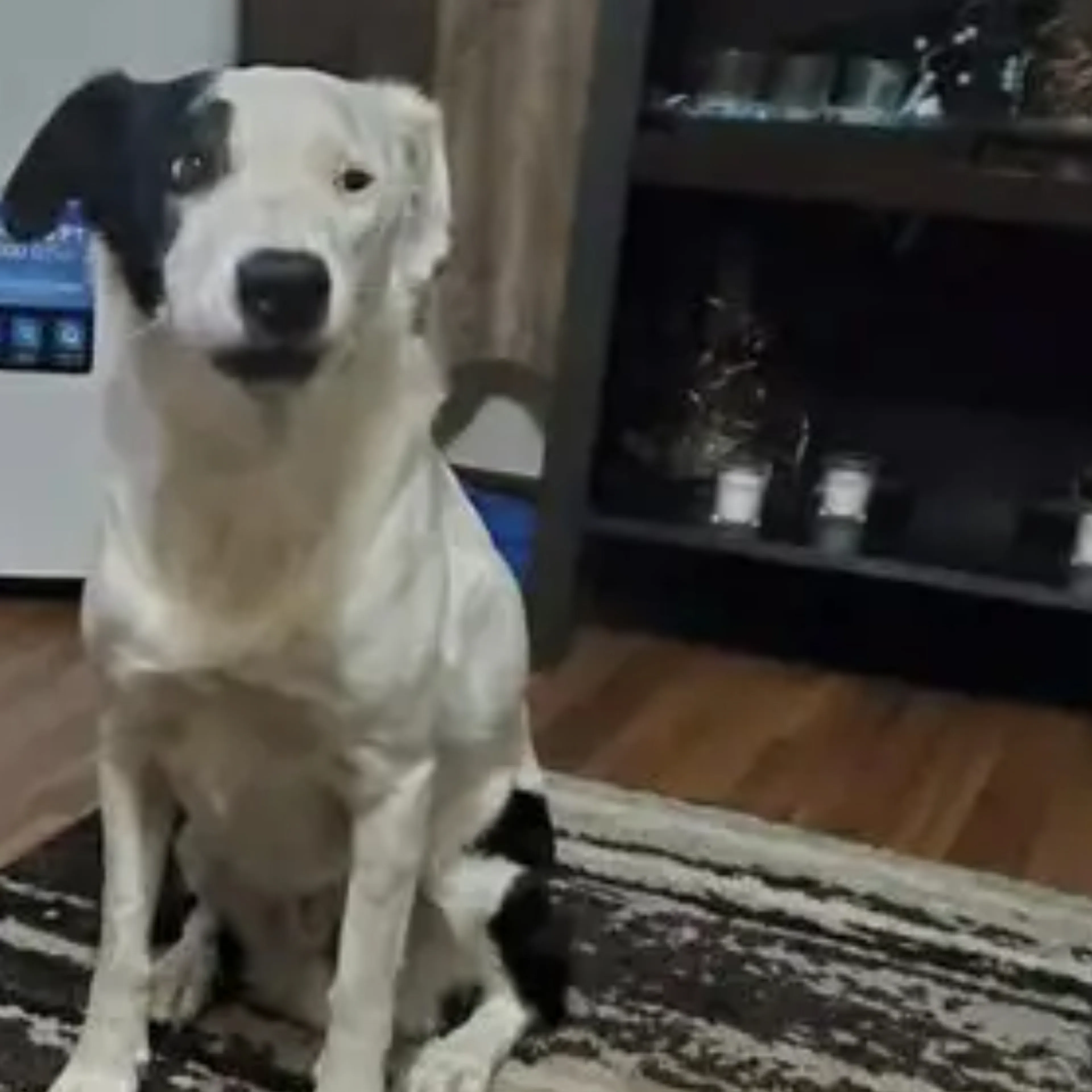 Lost pet-1