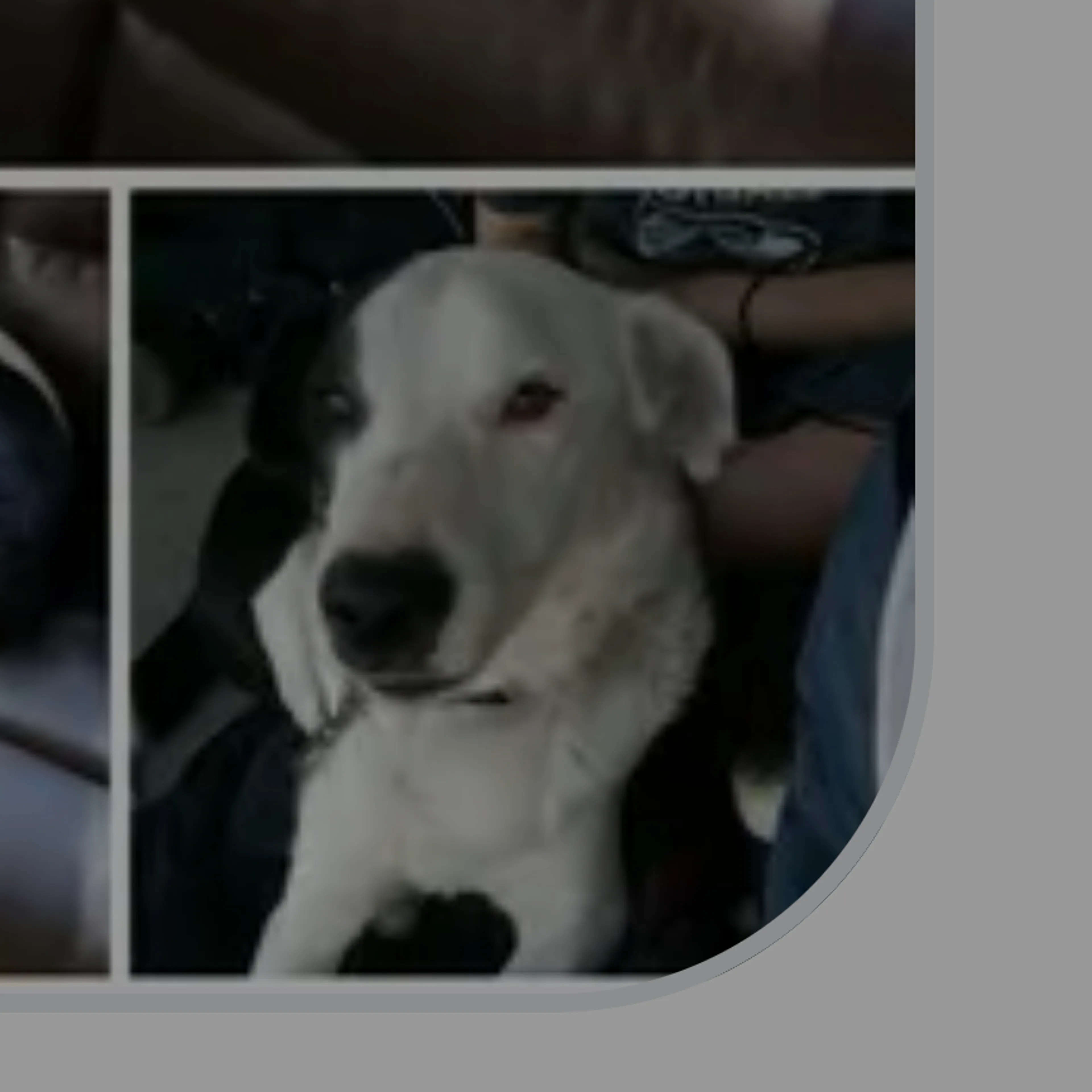 Lost pet-2