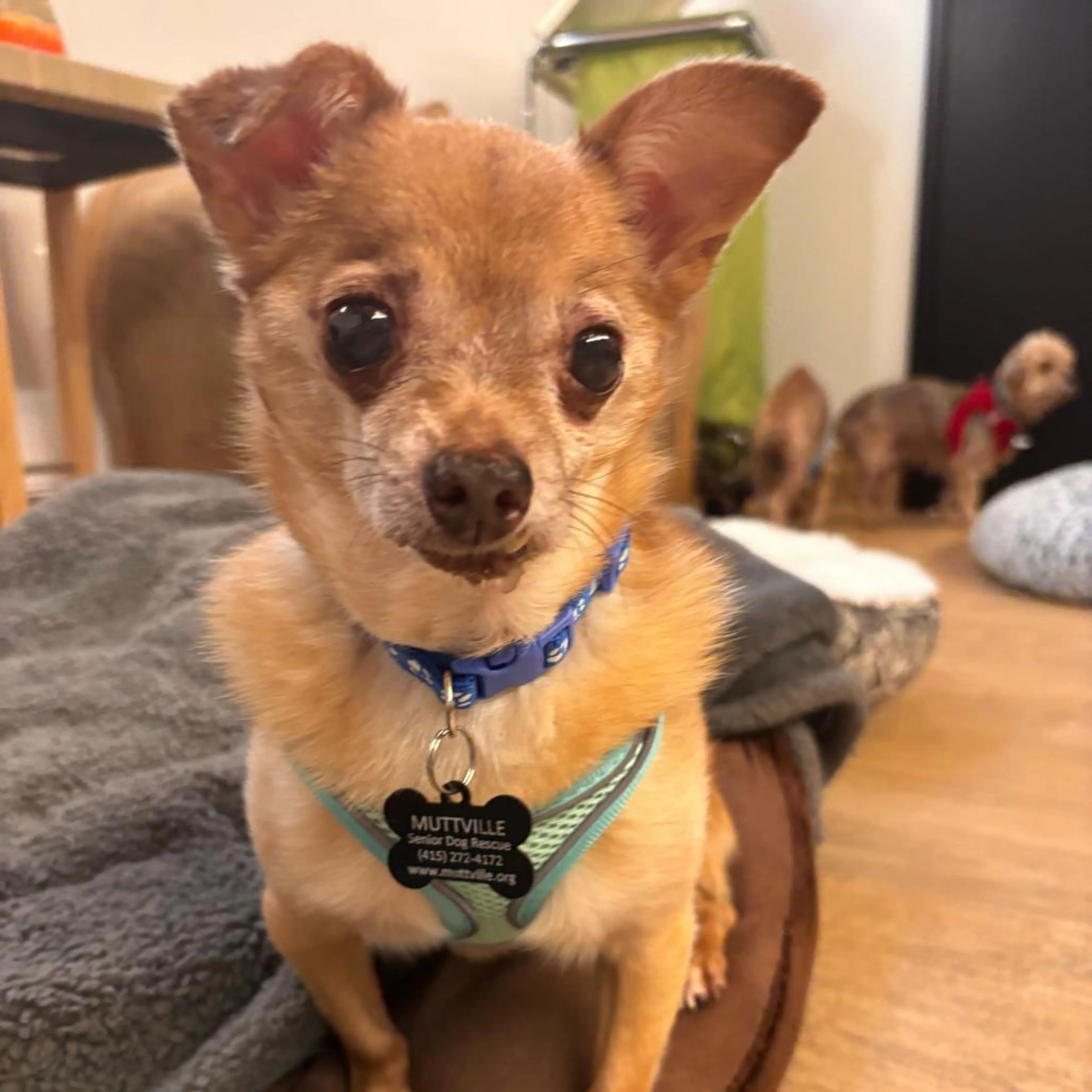 Found pet-1
