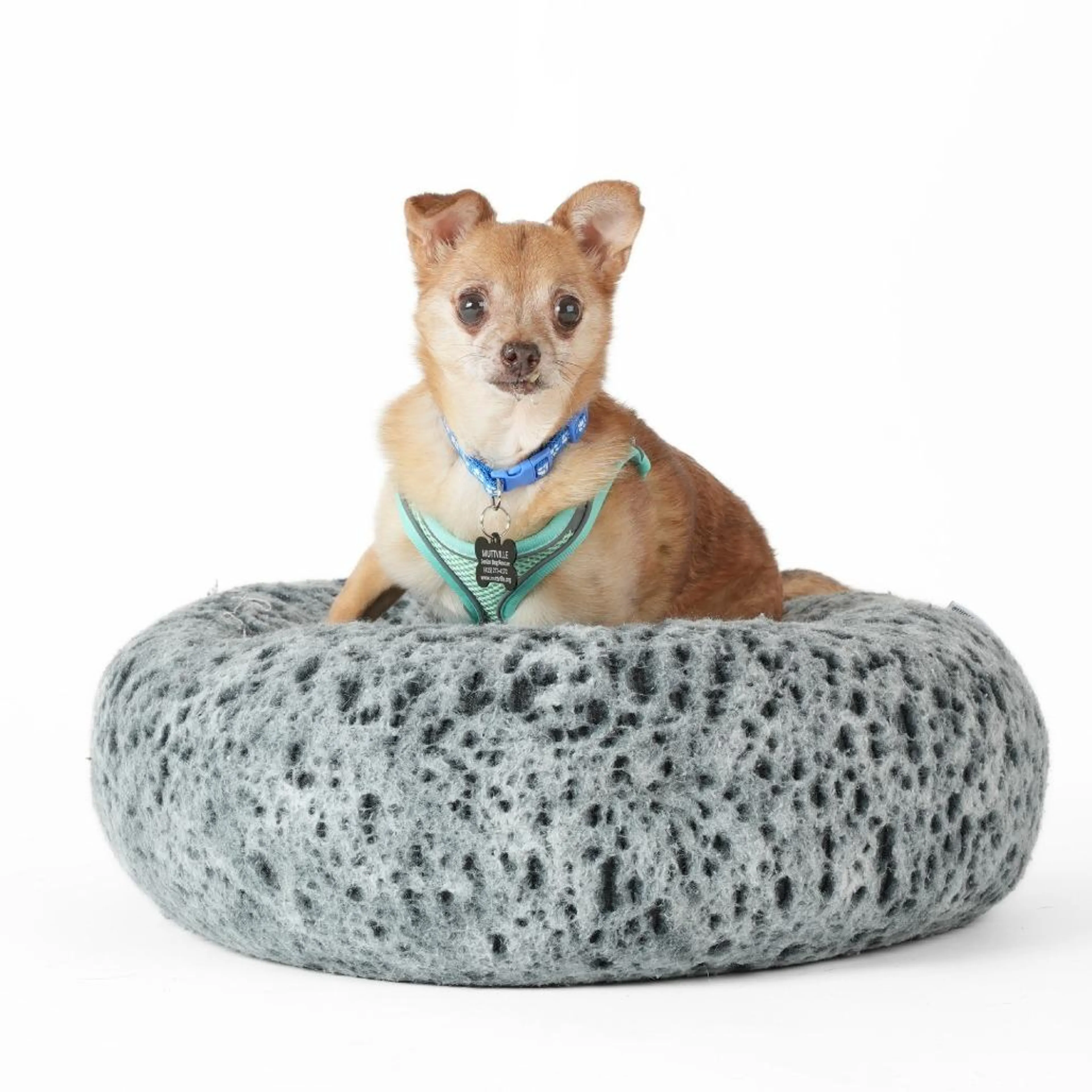 Found pet-4