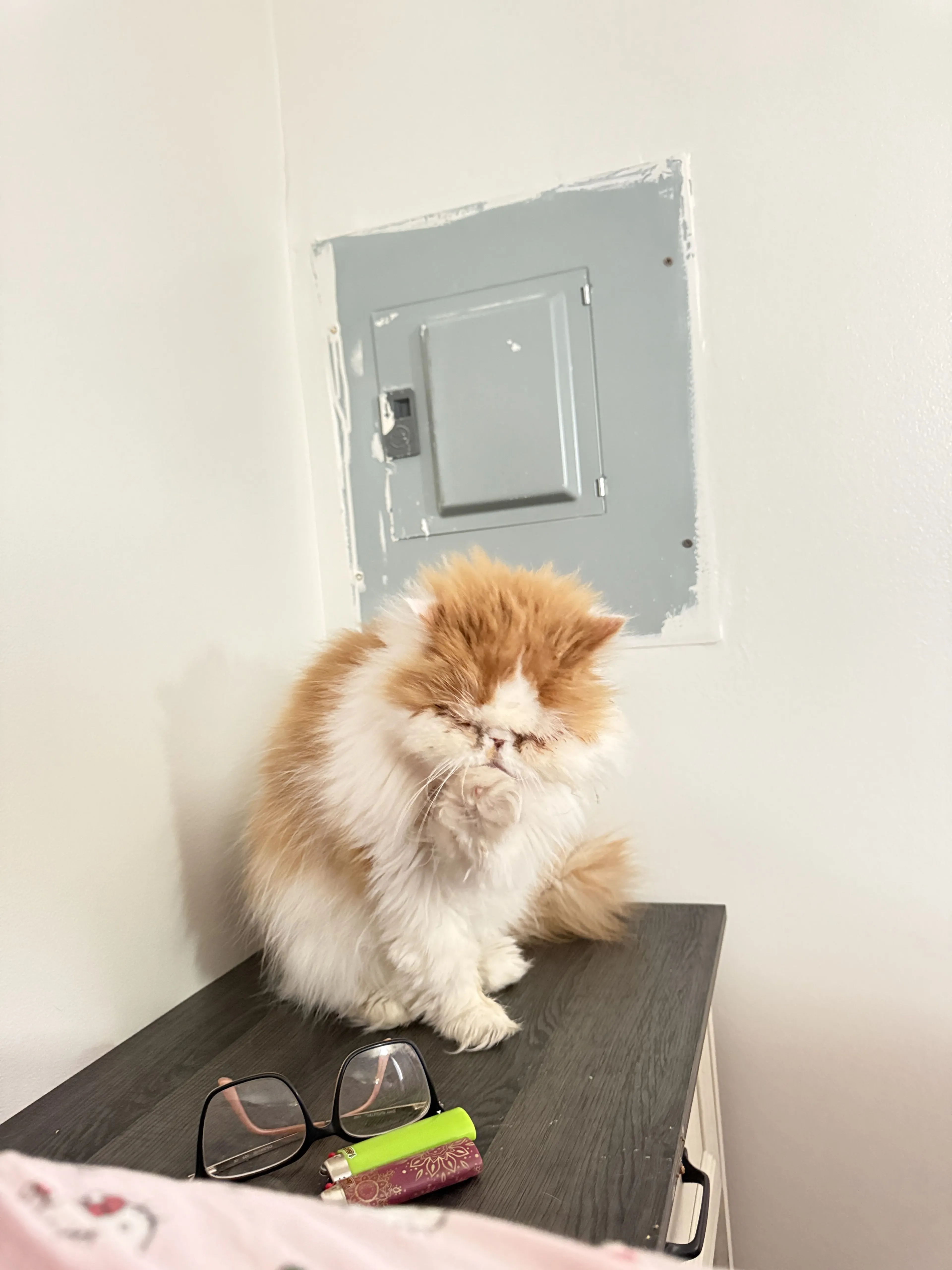 Lost pet