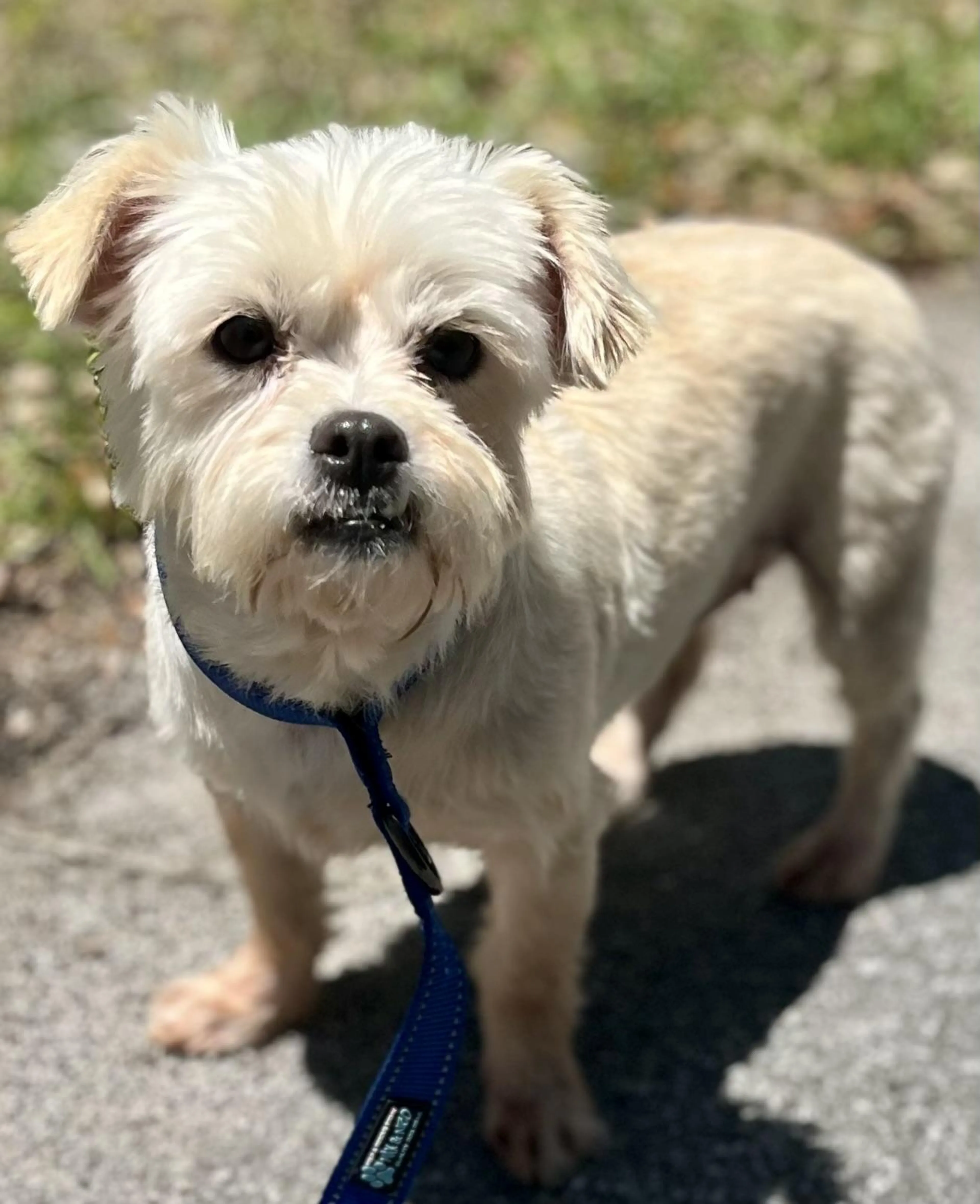 Found pet-3