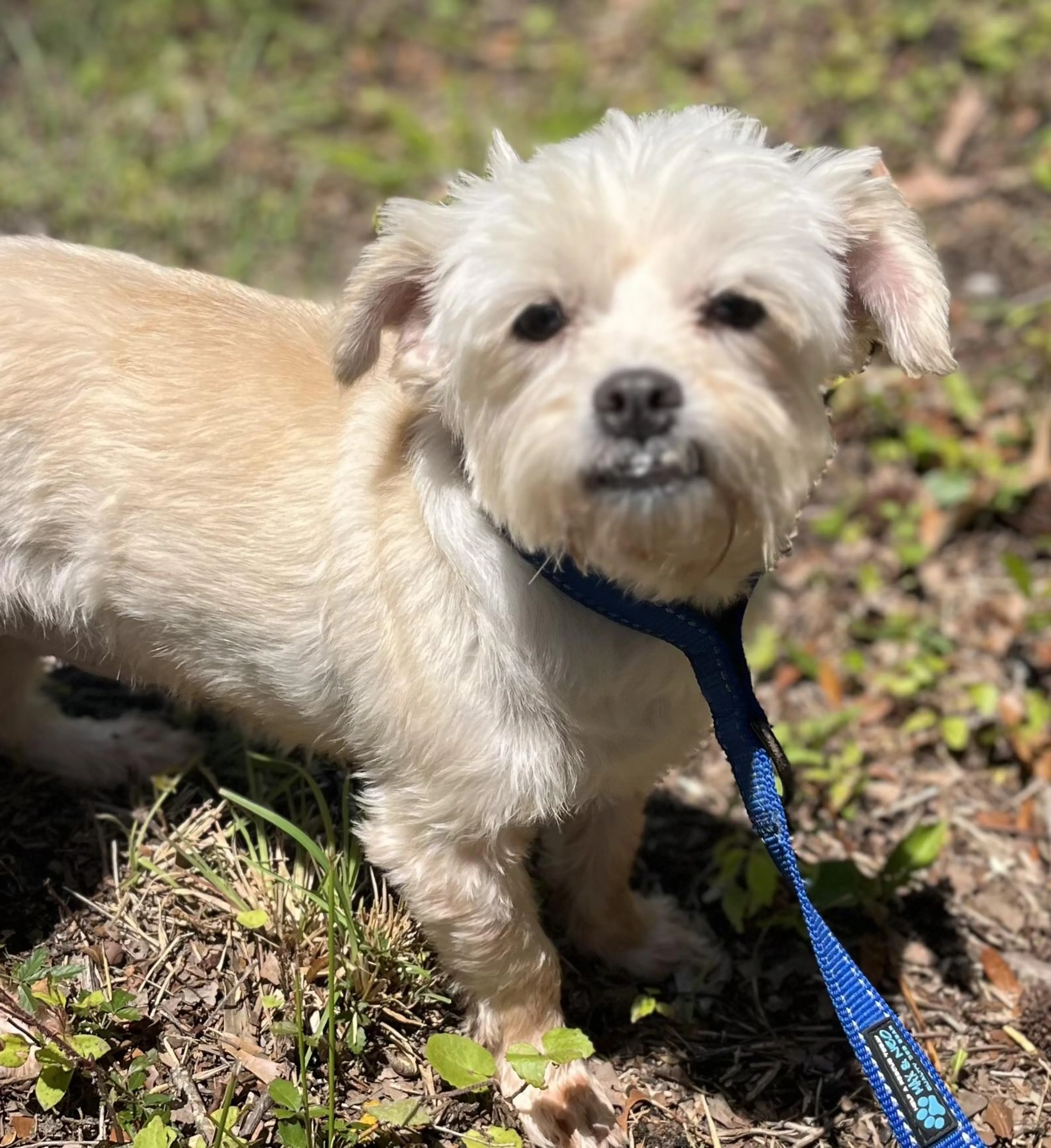 Found pet-4