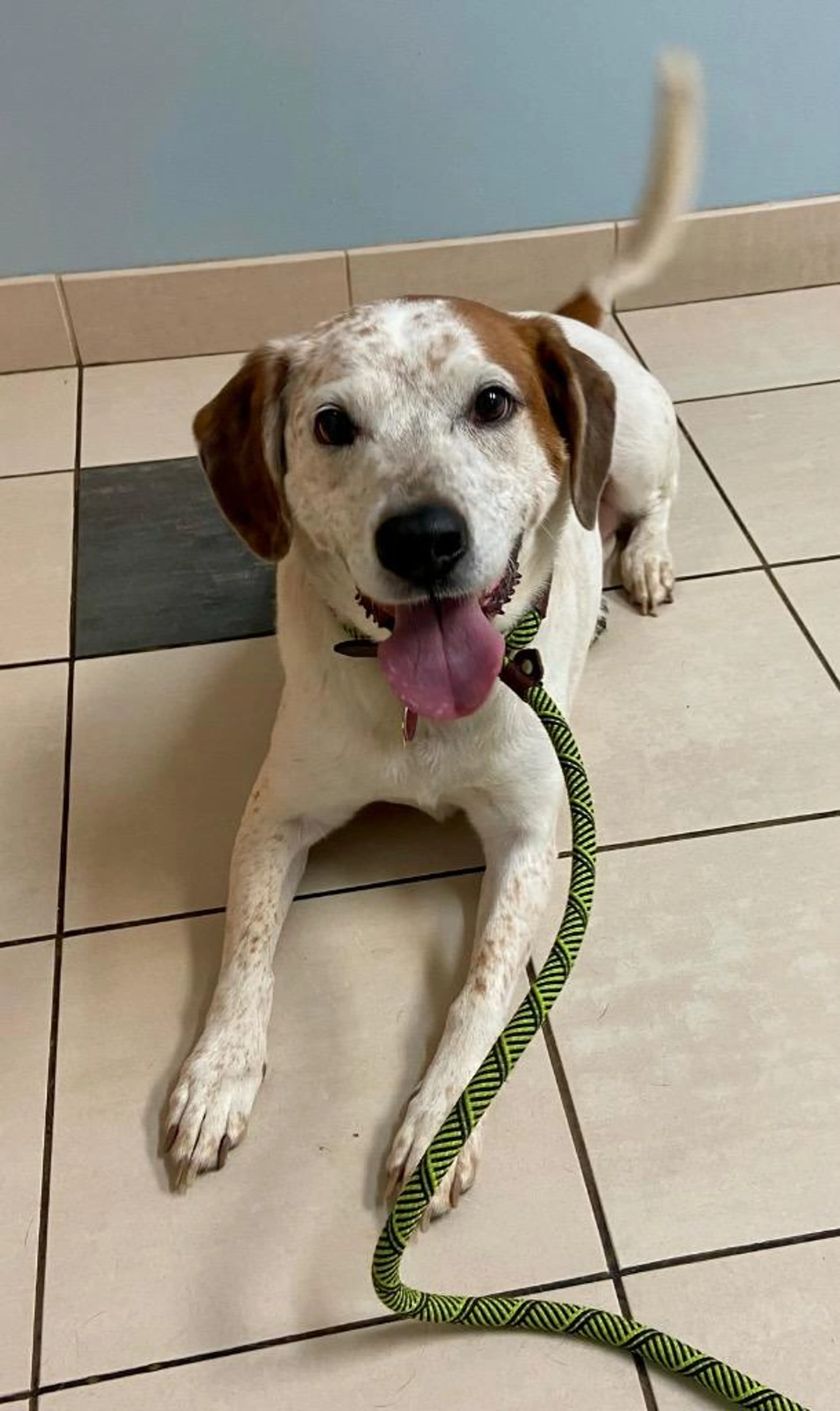 Found pet