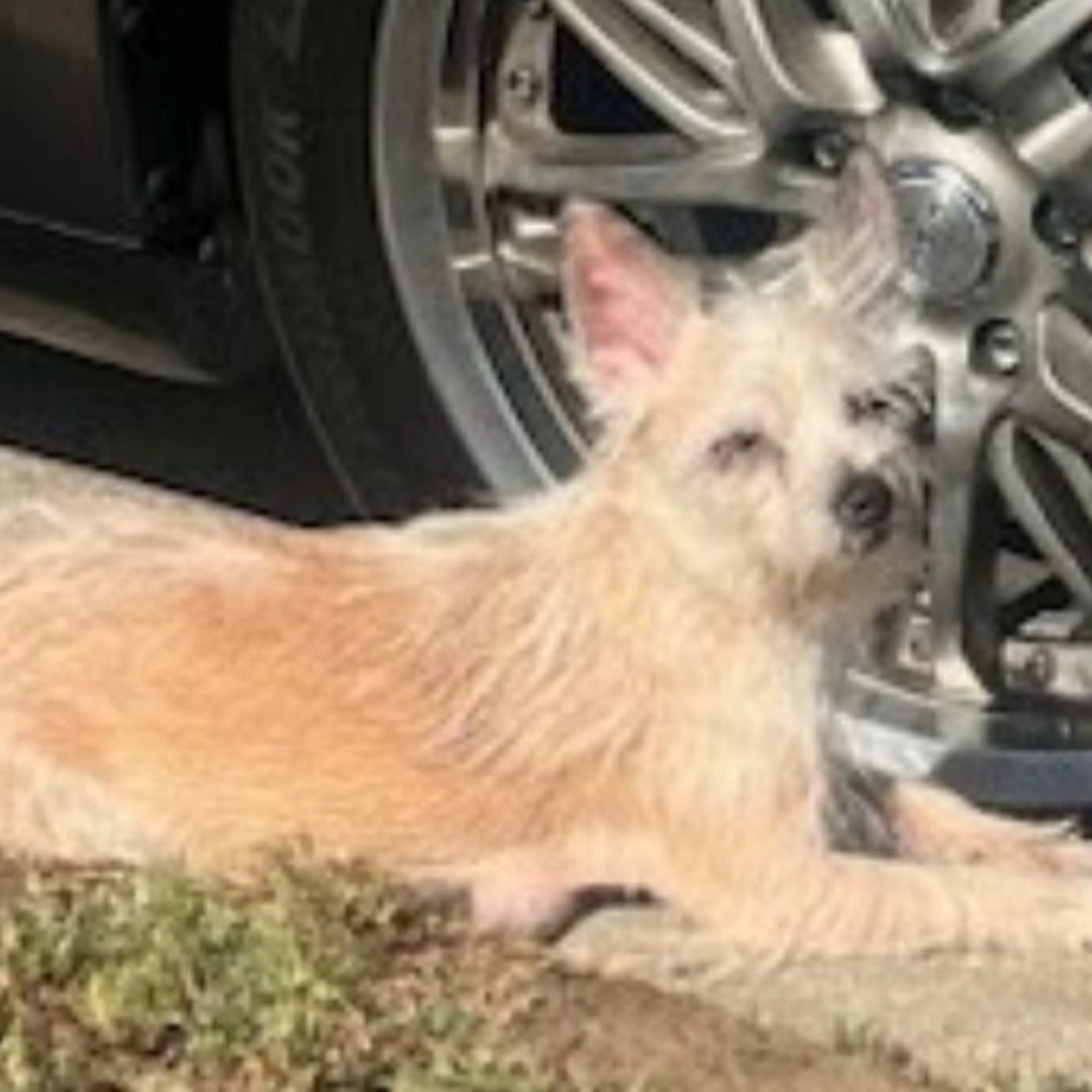 Lost pet
