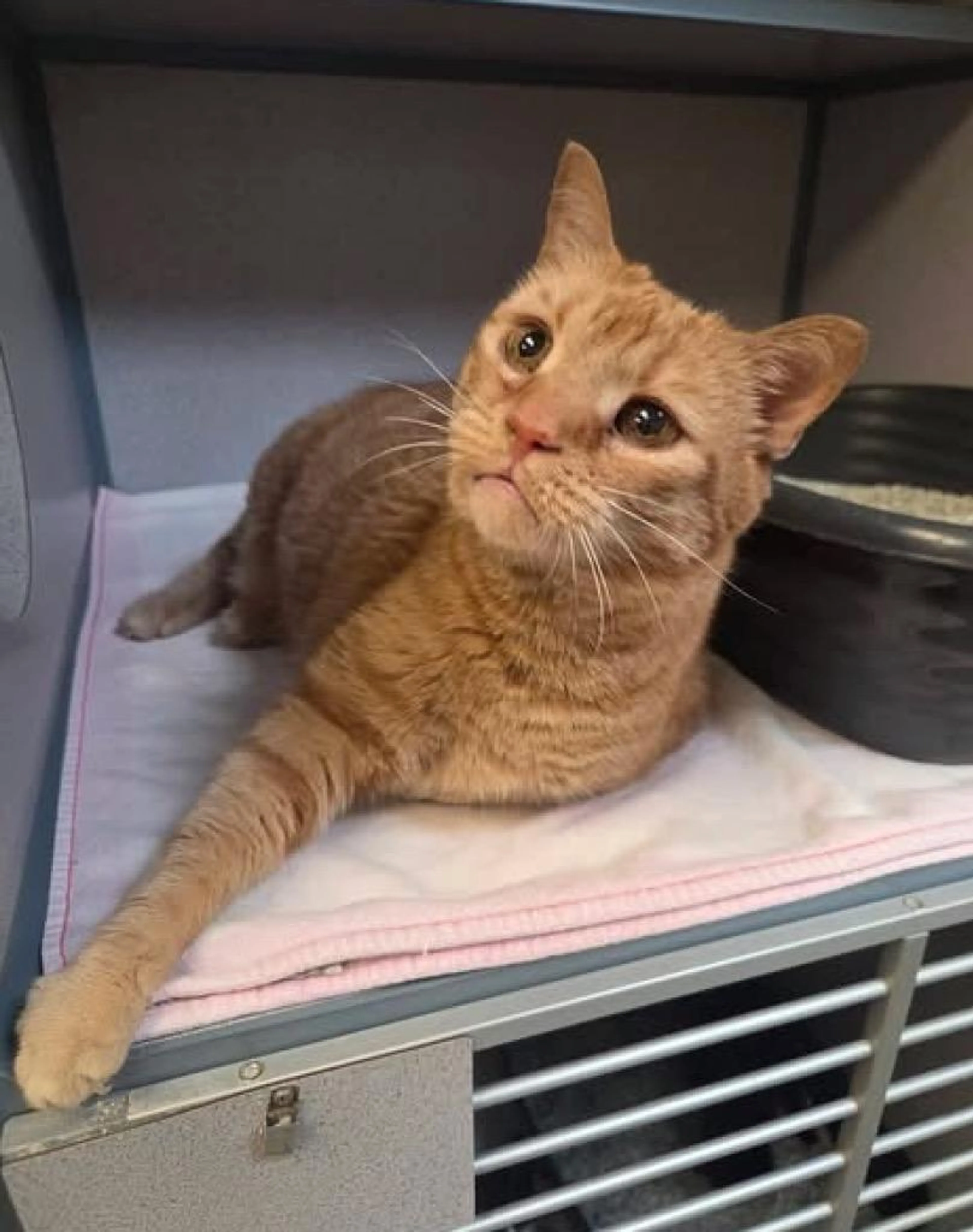 Found pet-1