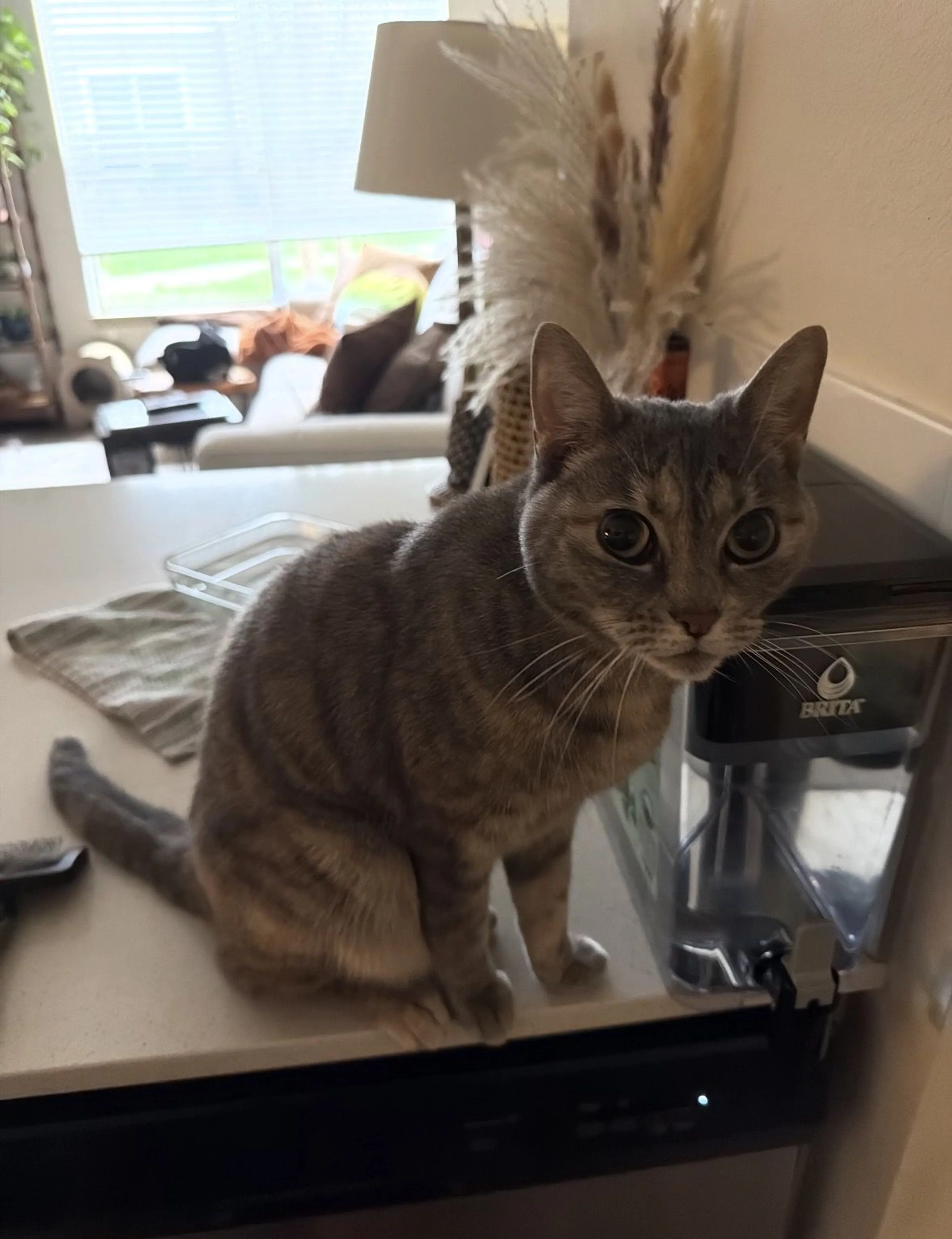 Lost pet-2