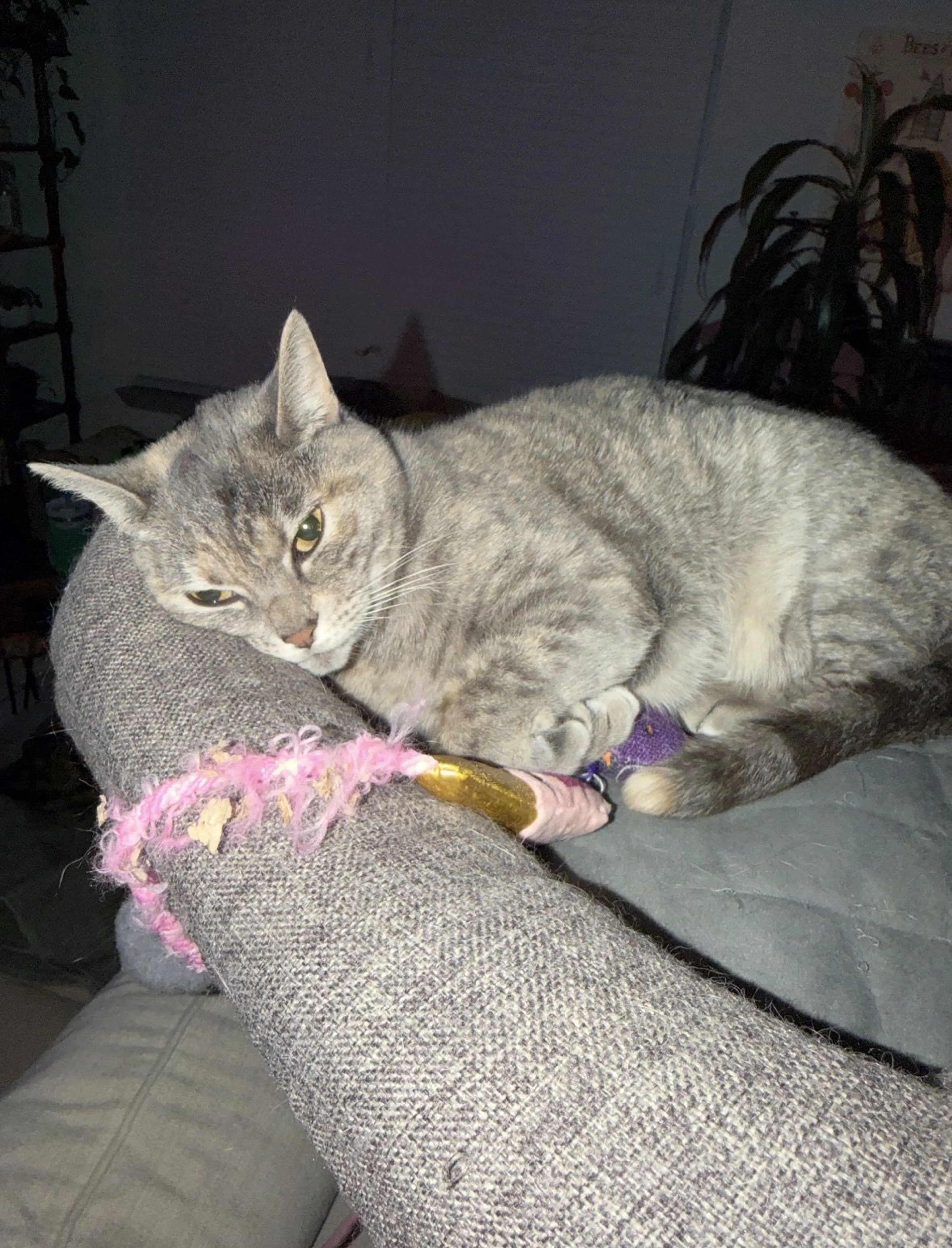Lost pet-3
