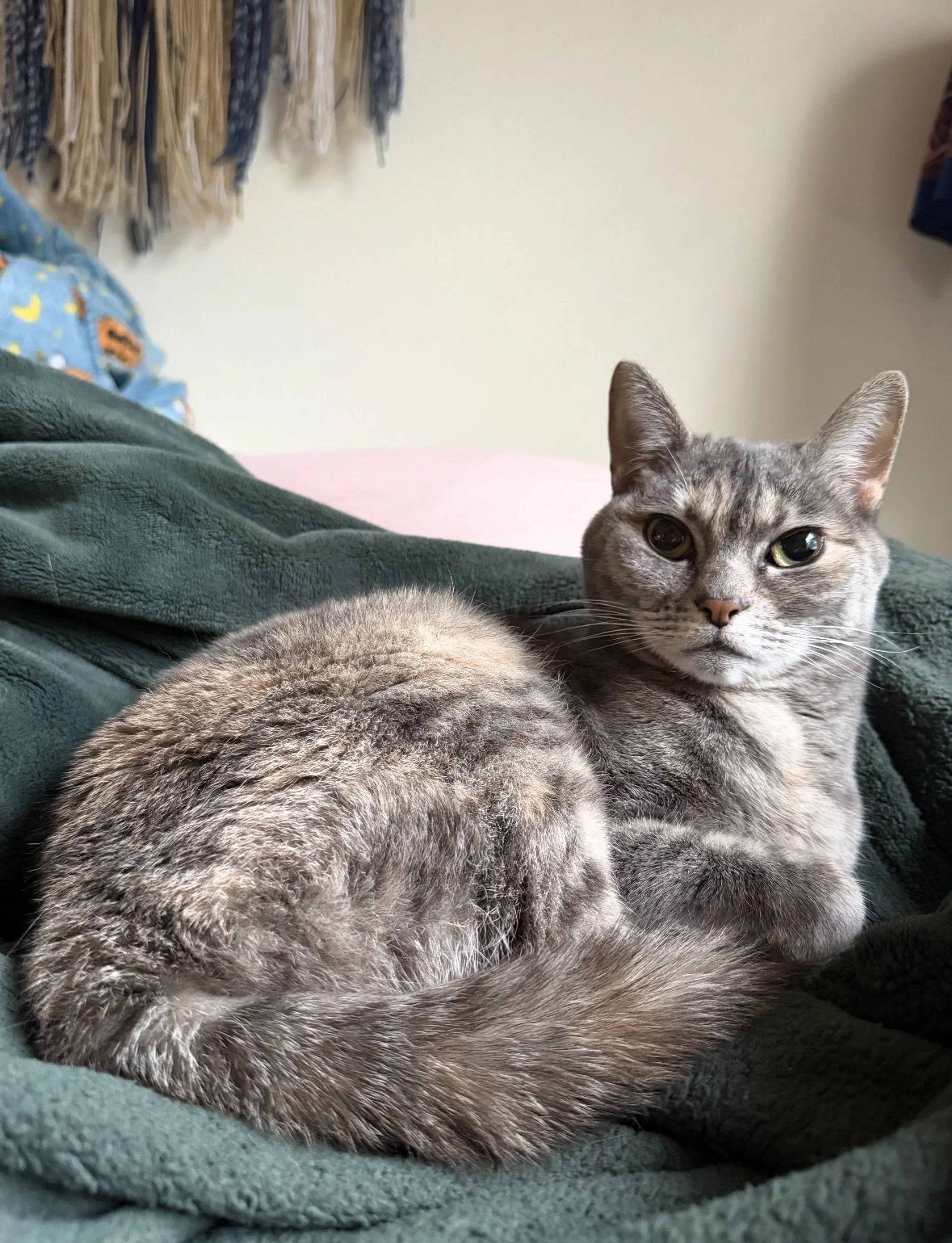 Lost pet-1