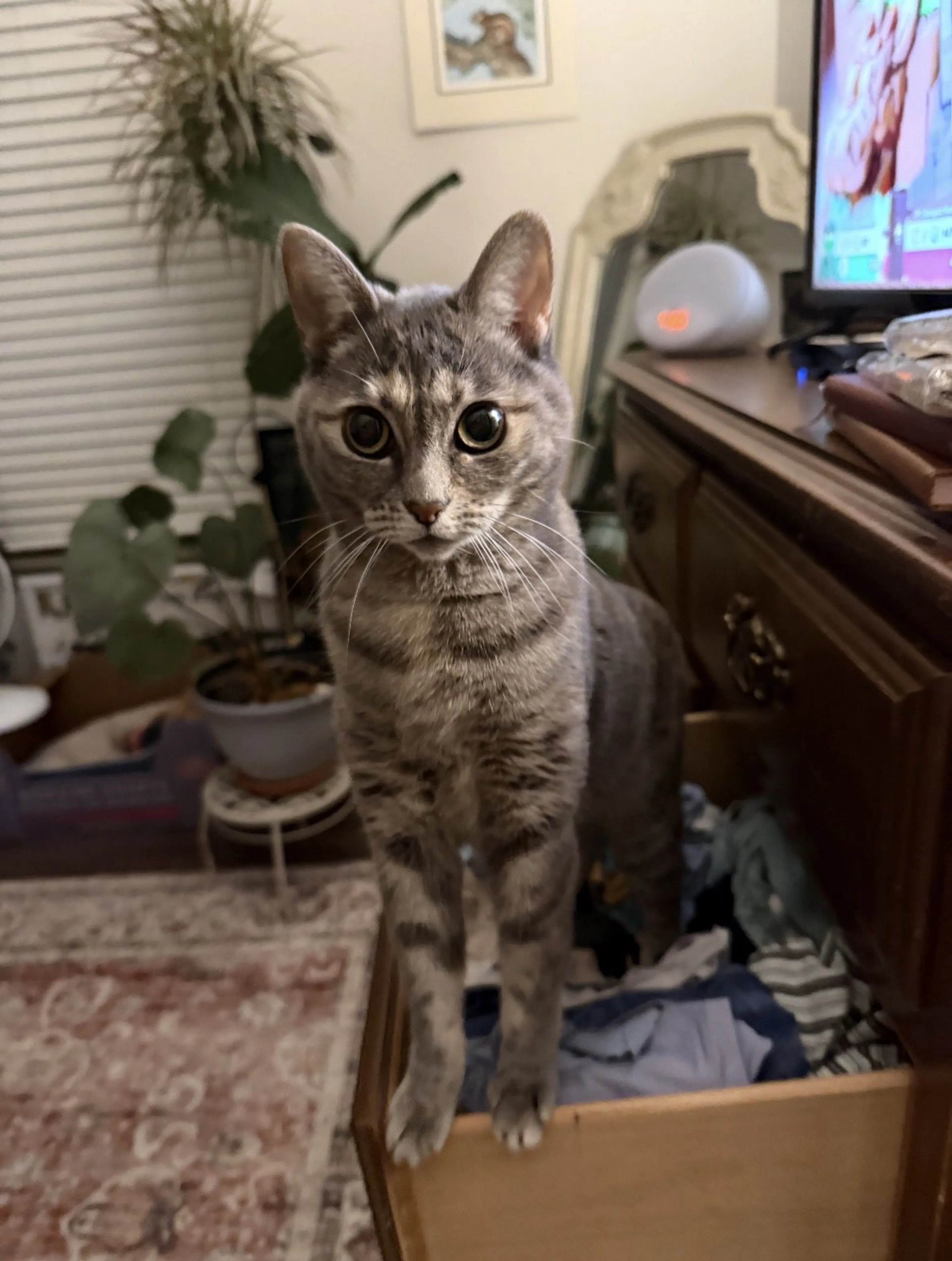 Lost pet-0