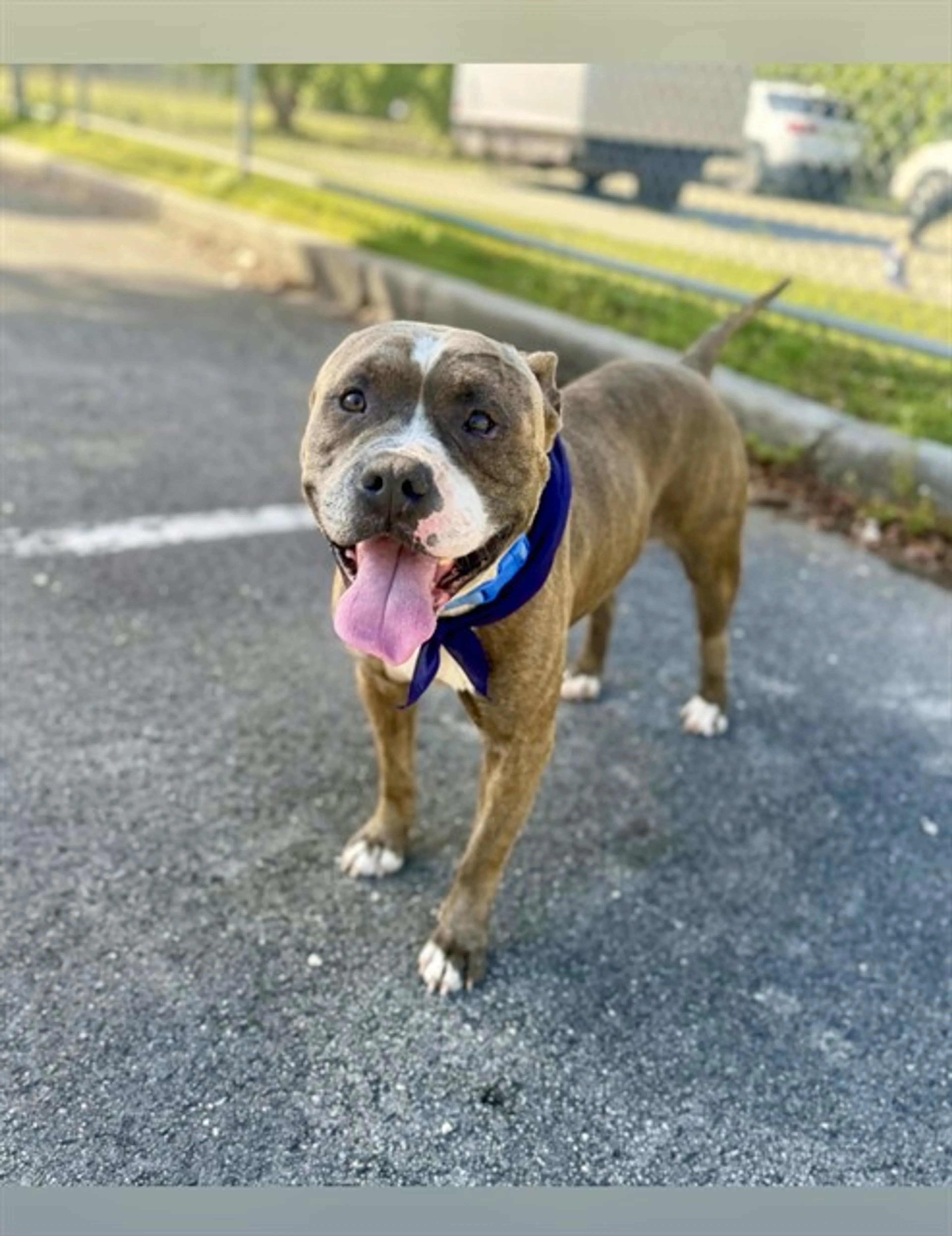 Found pet