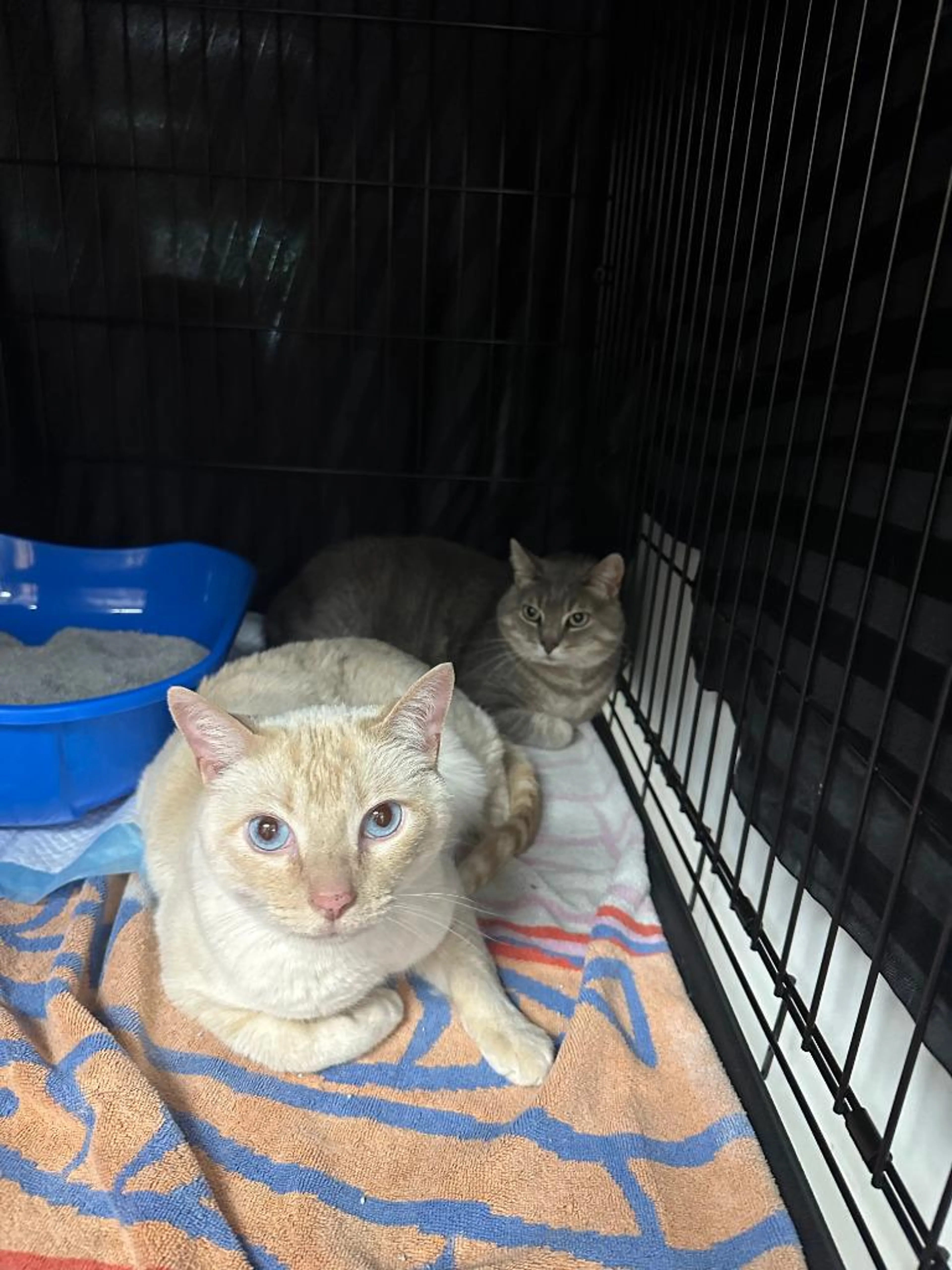 Found pet-3