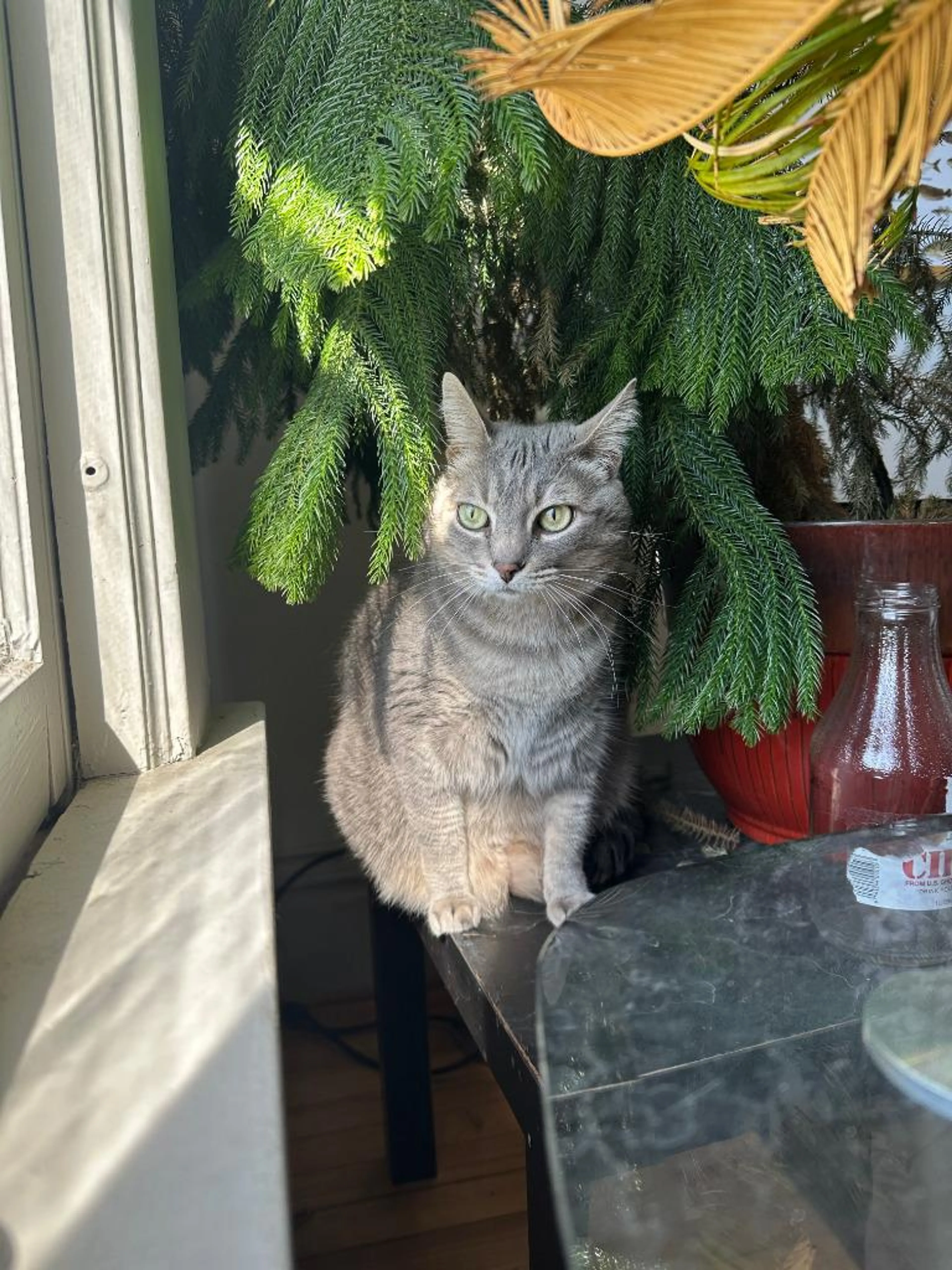 Found pet-1