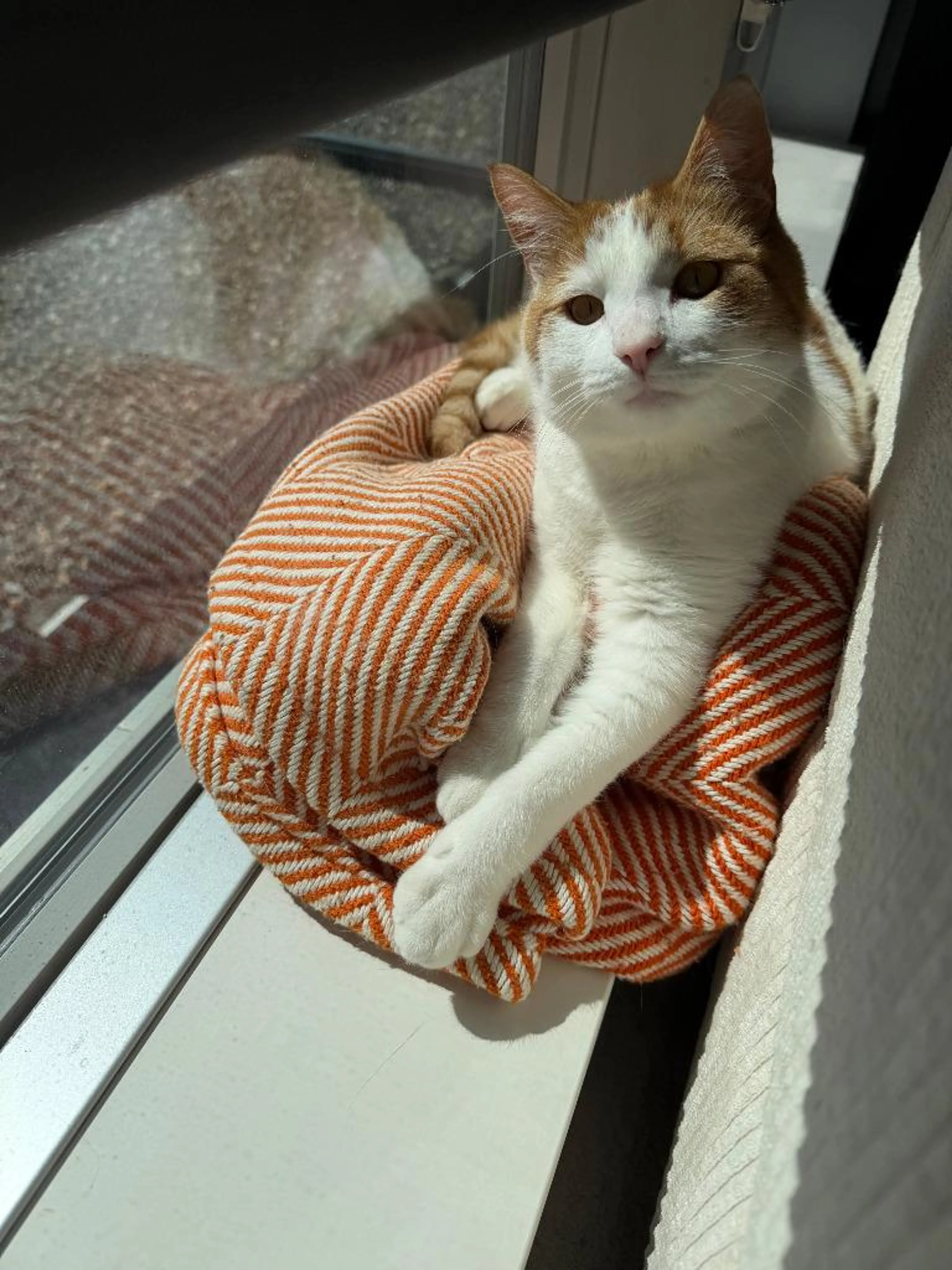 Found pet-2