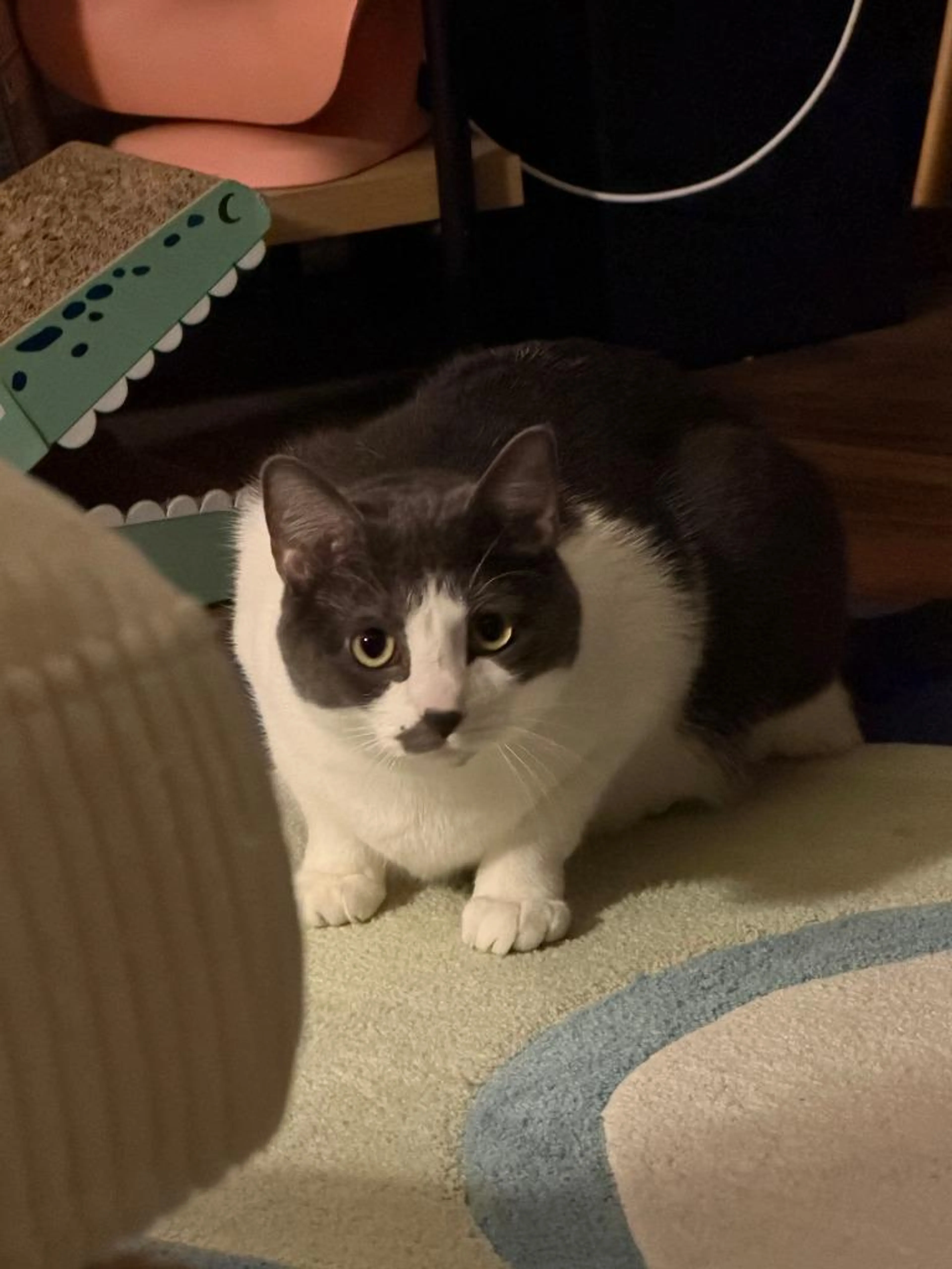 Found pet-1
