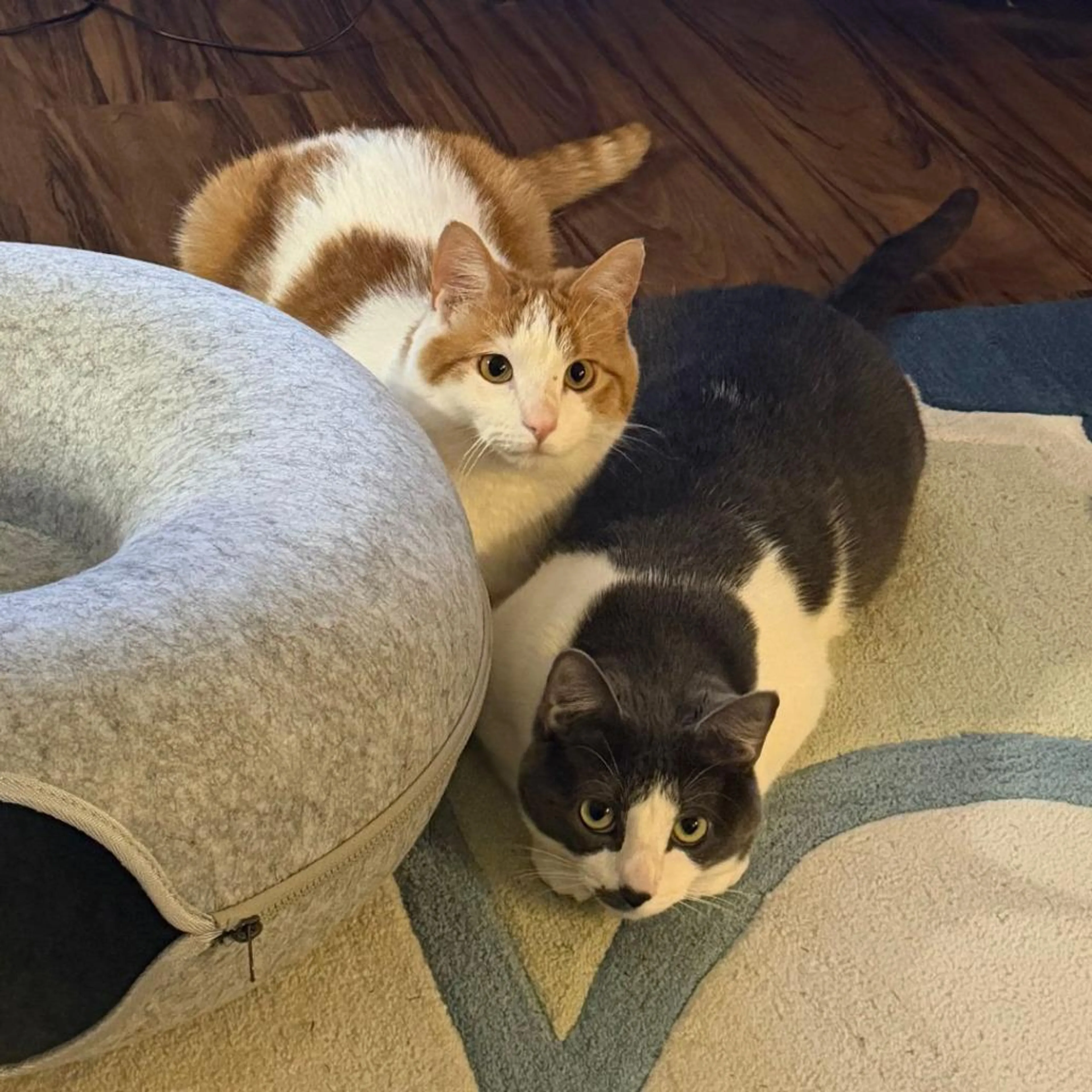Found pet-3