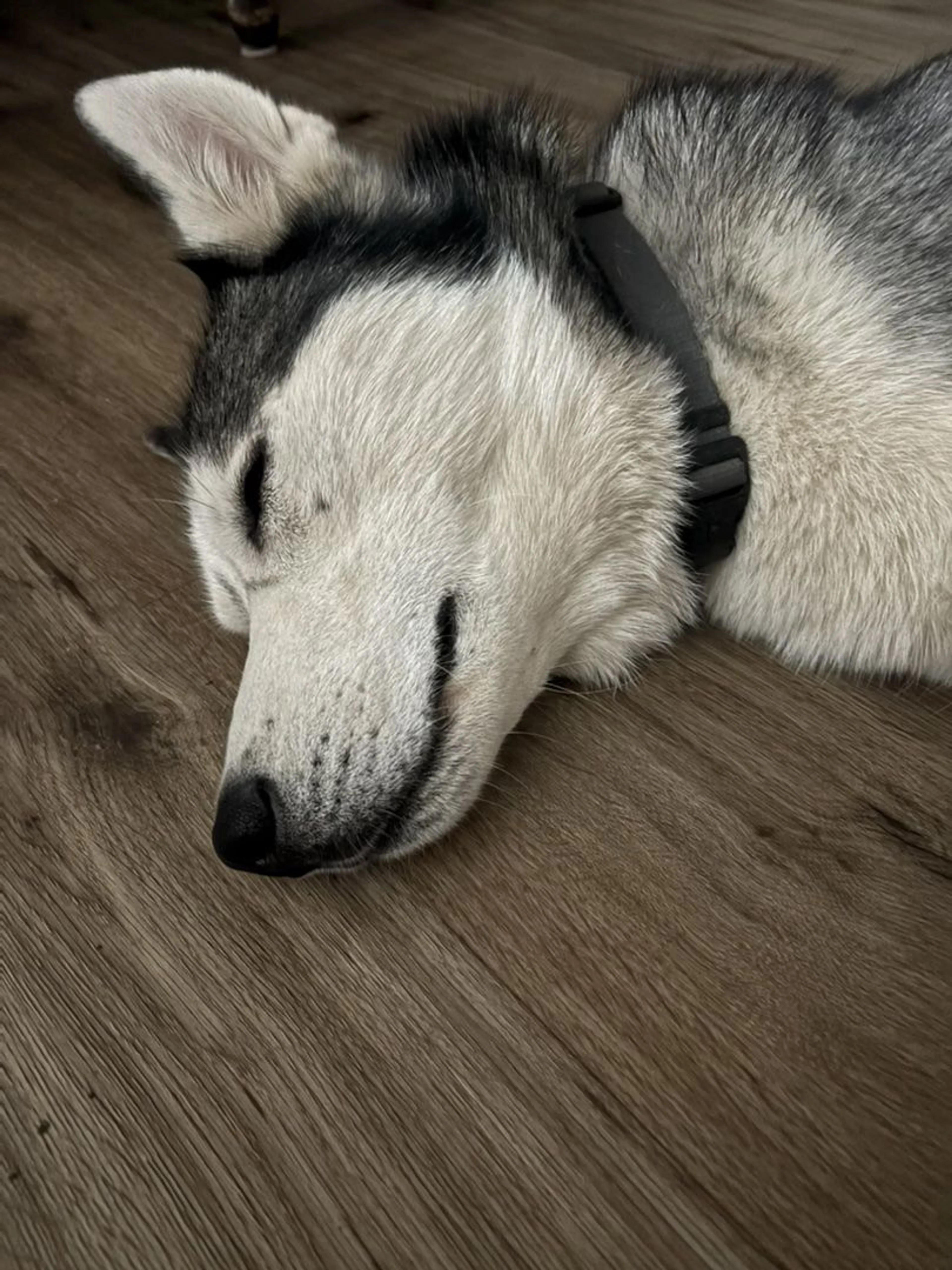 Lost pet-0
