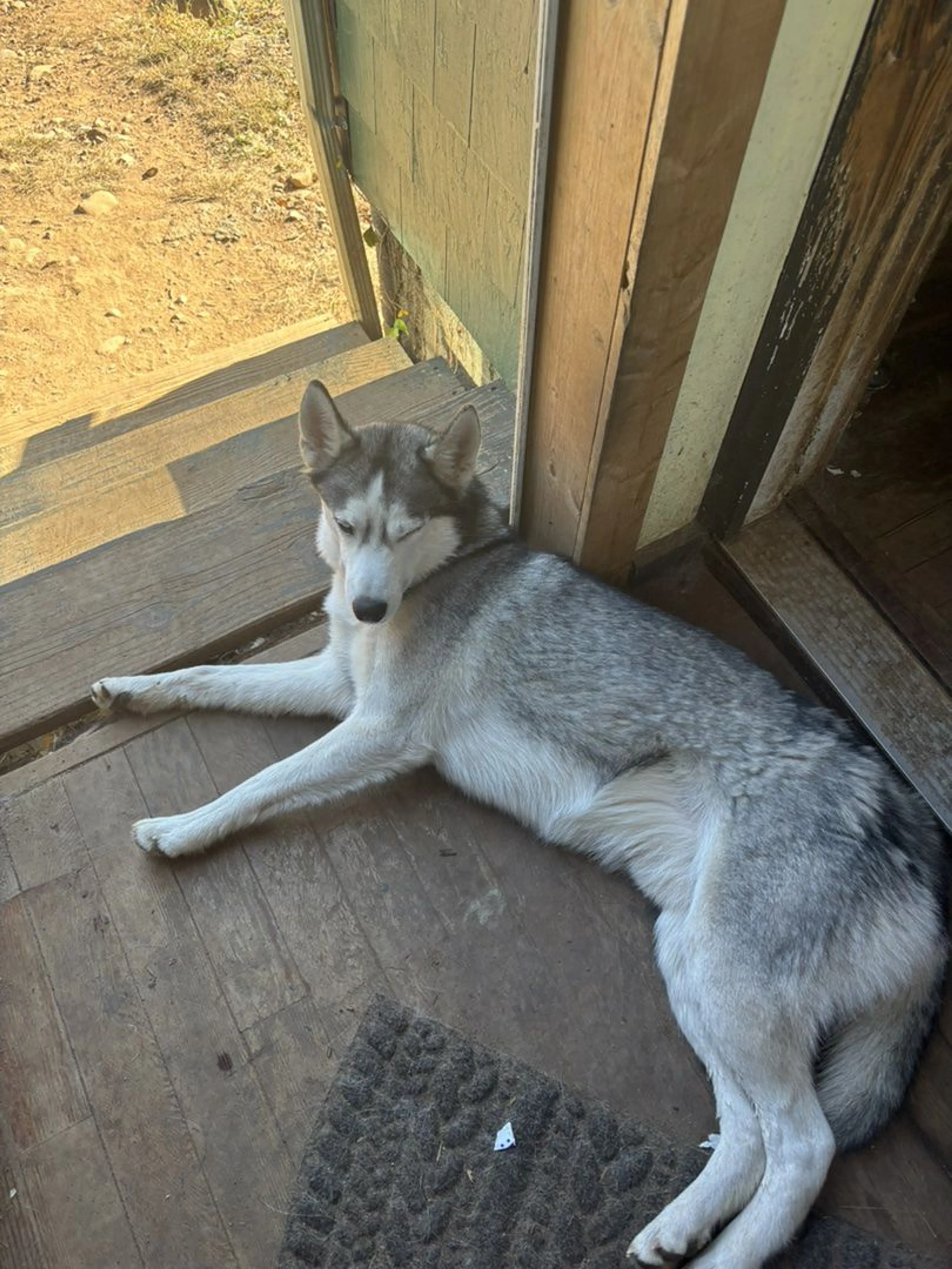 Lost pet-1