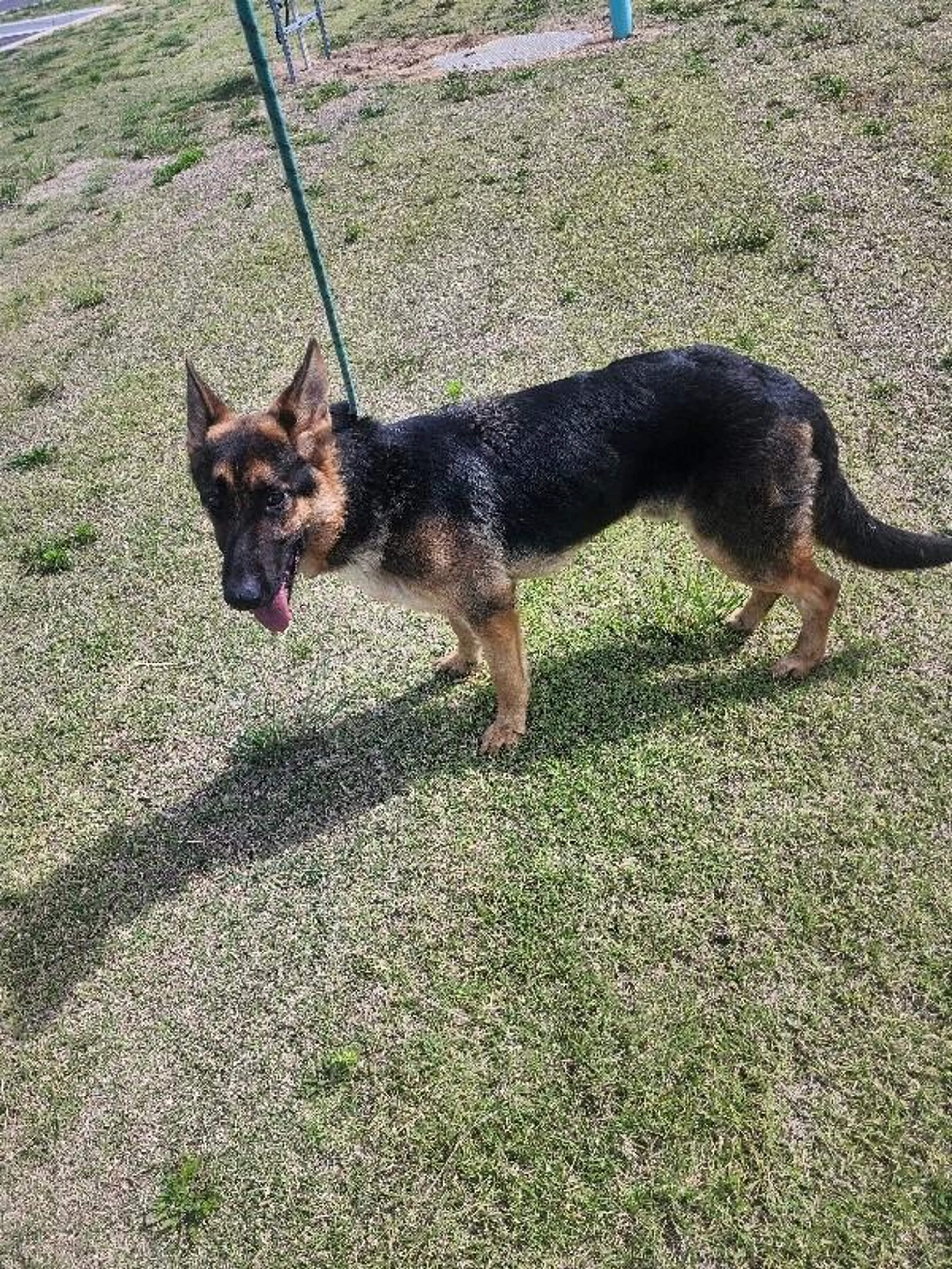Found pet-1