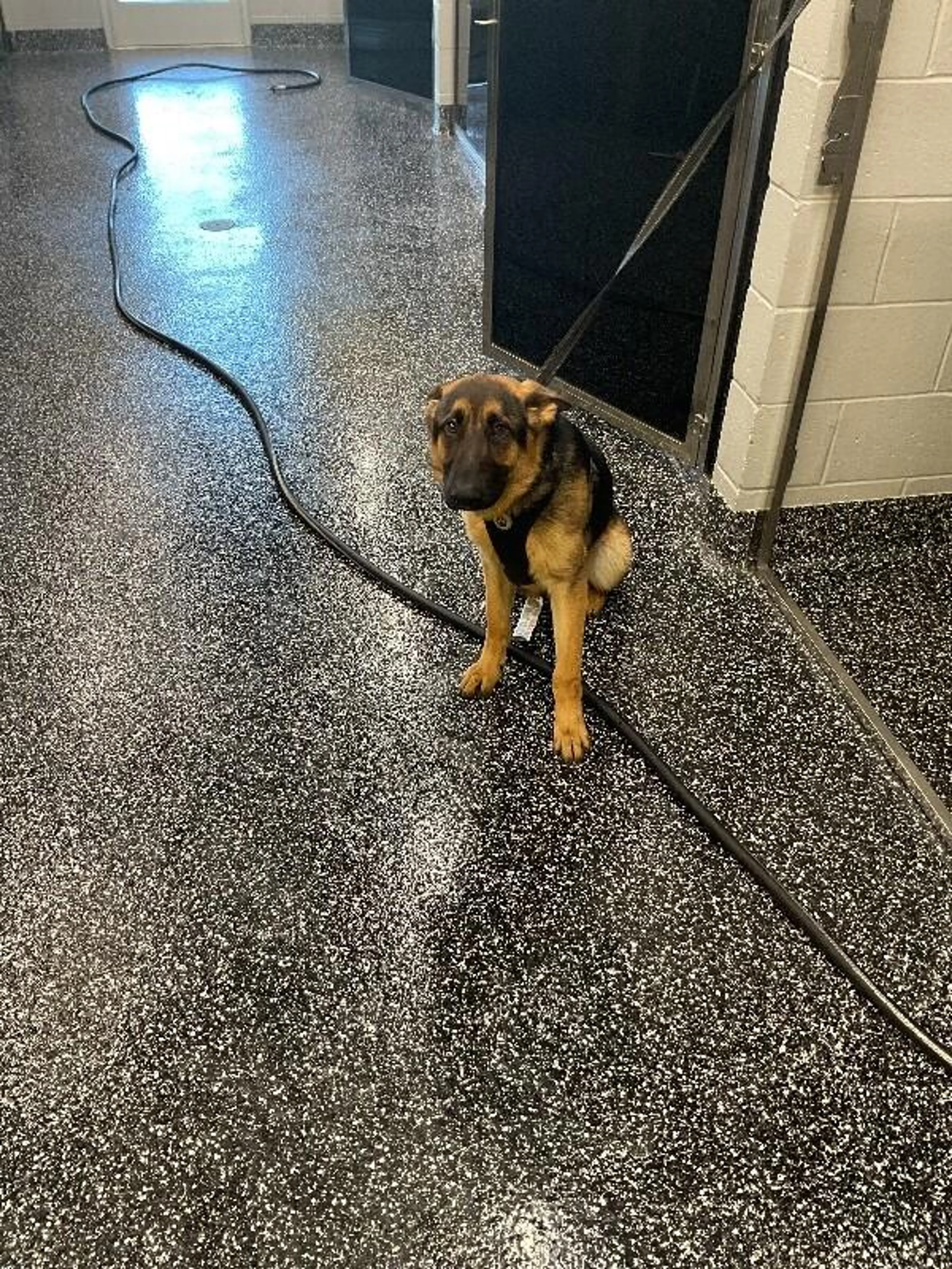 Found pet-0