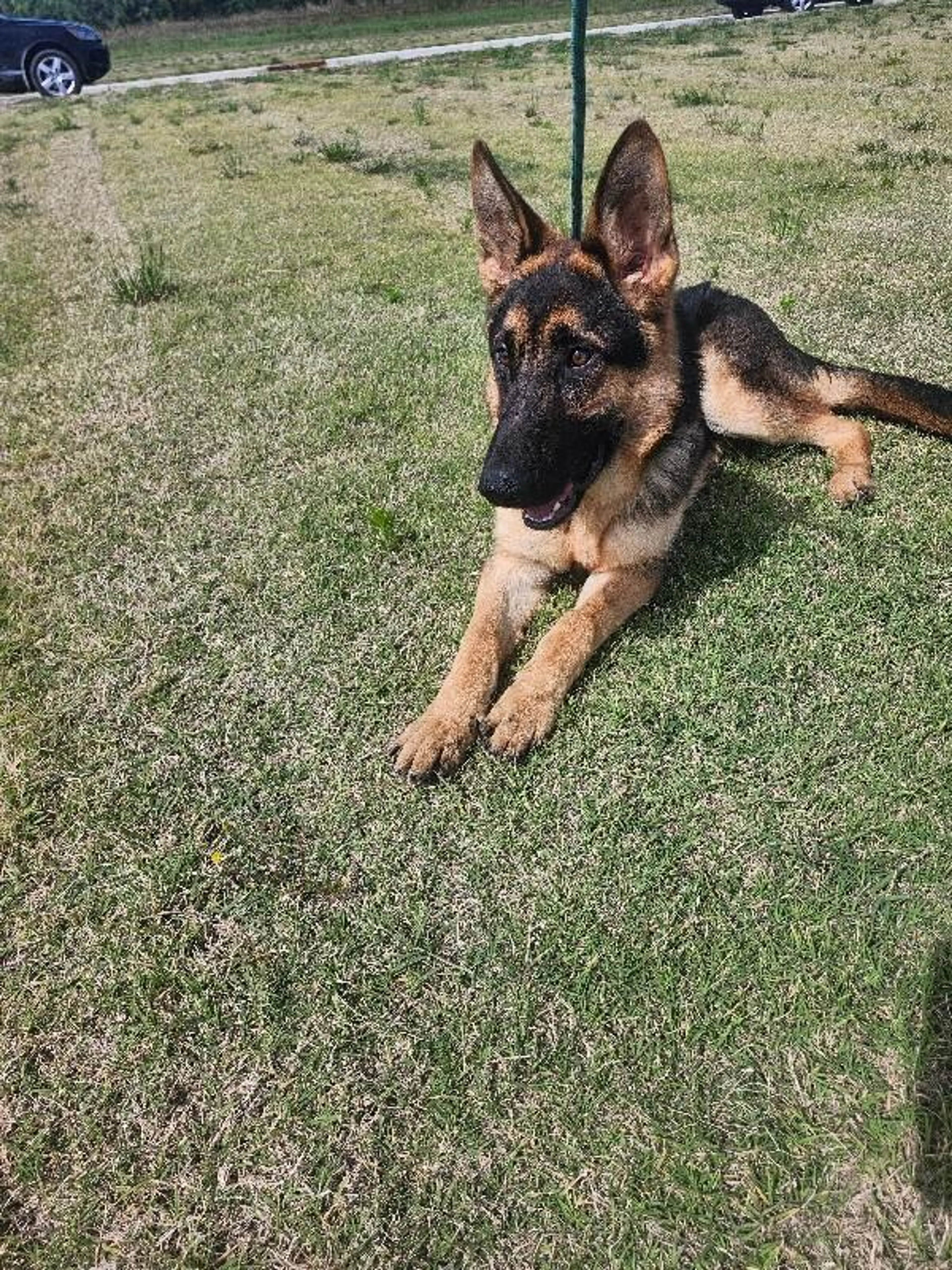 Found pet-2