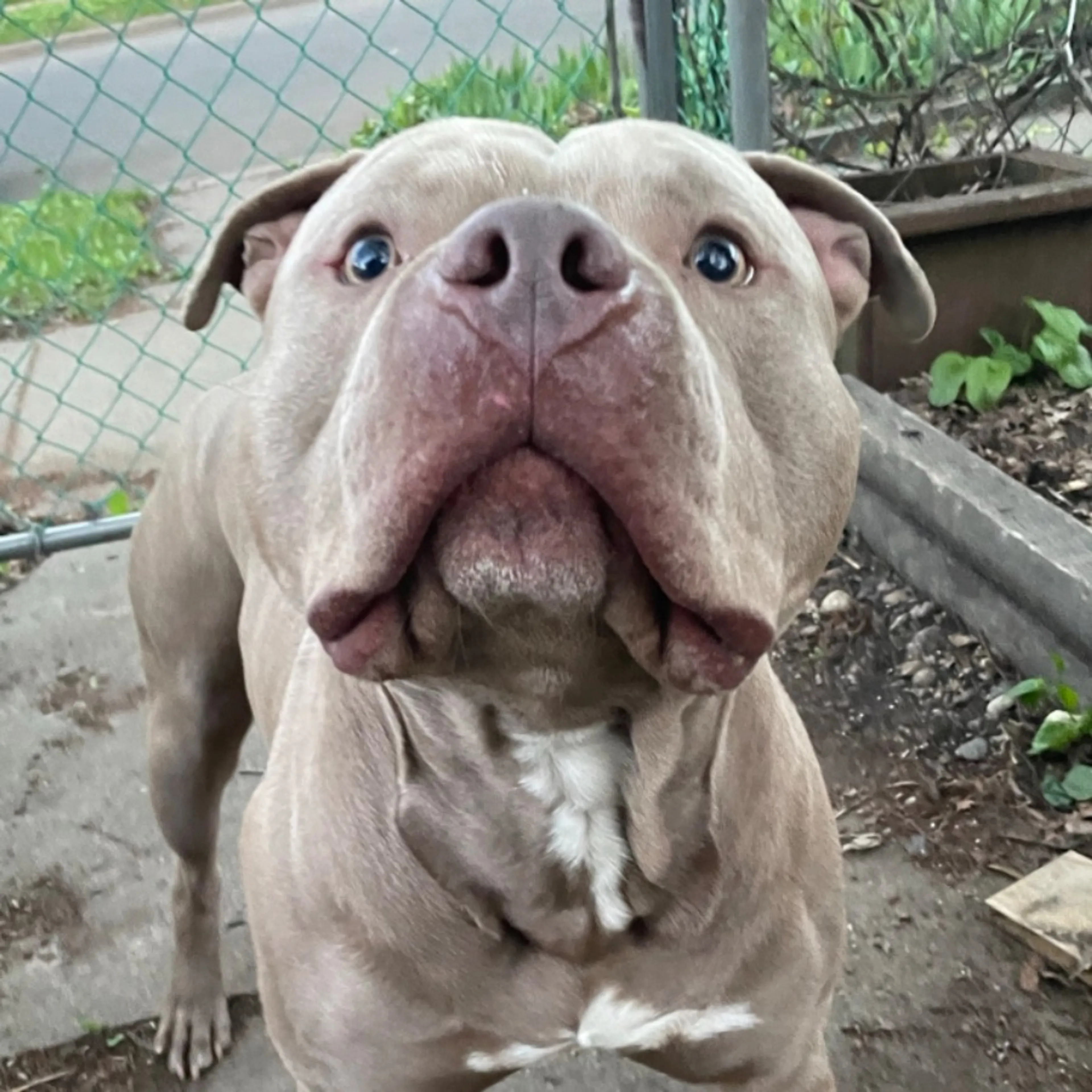 Found pet