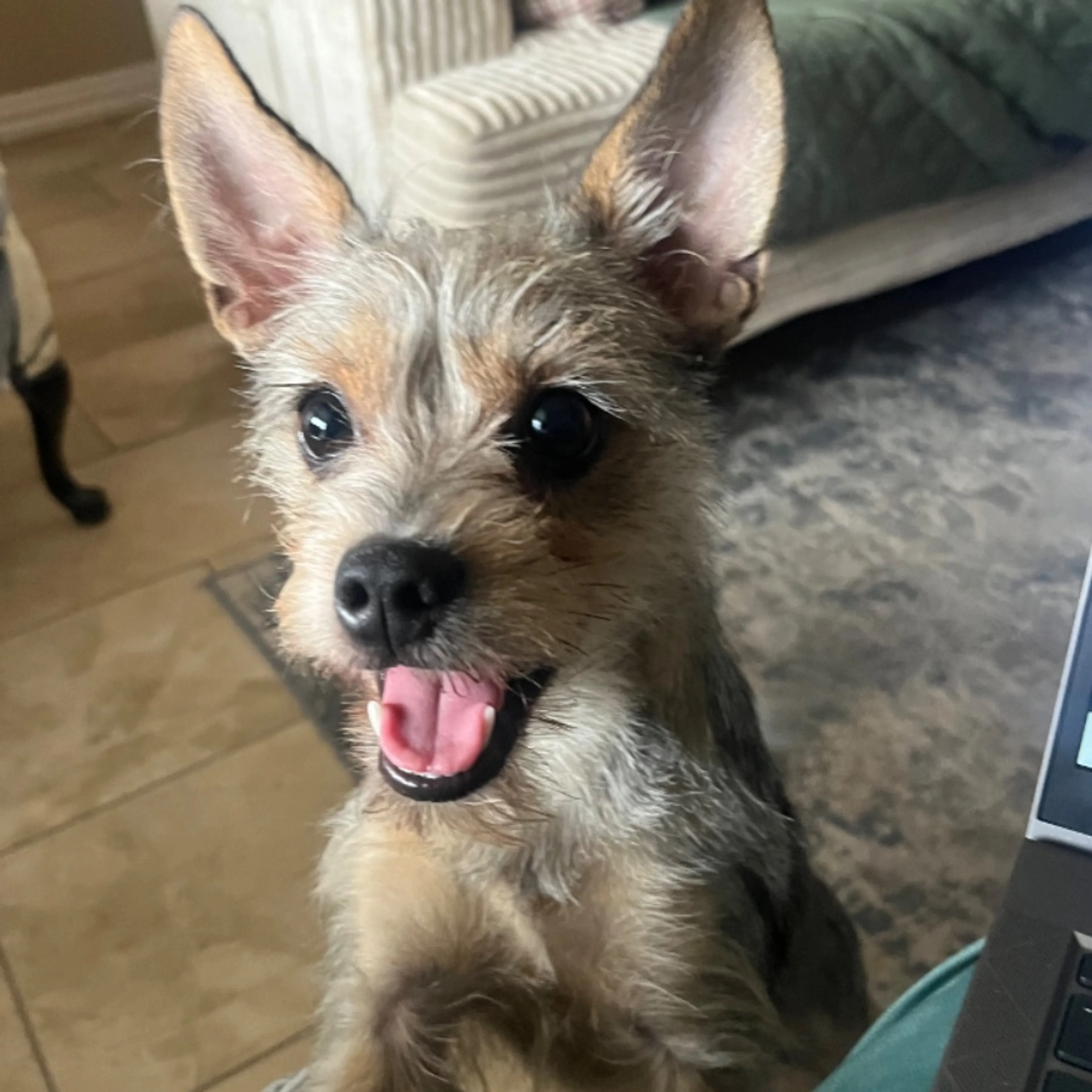 Lost pet