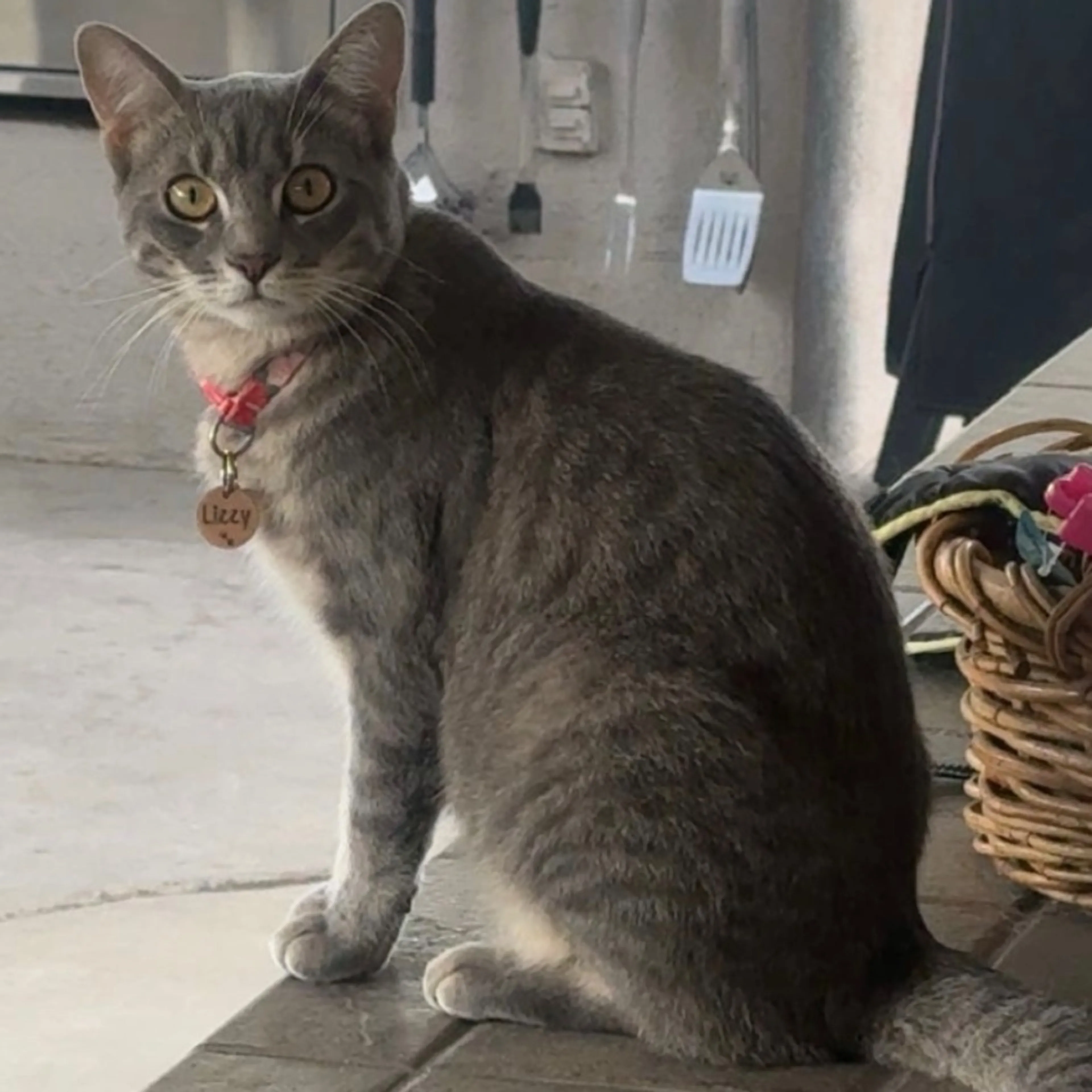 Lost pet
