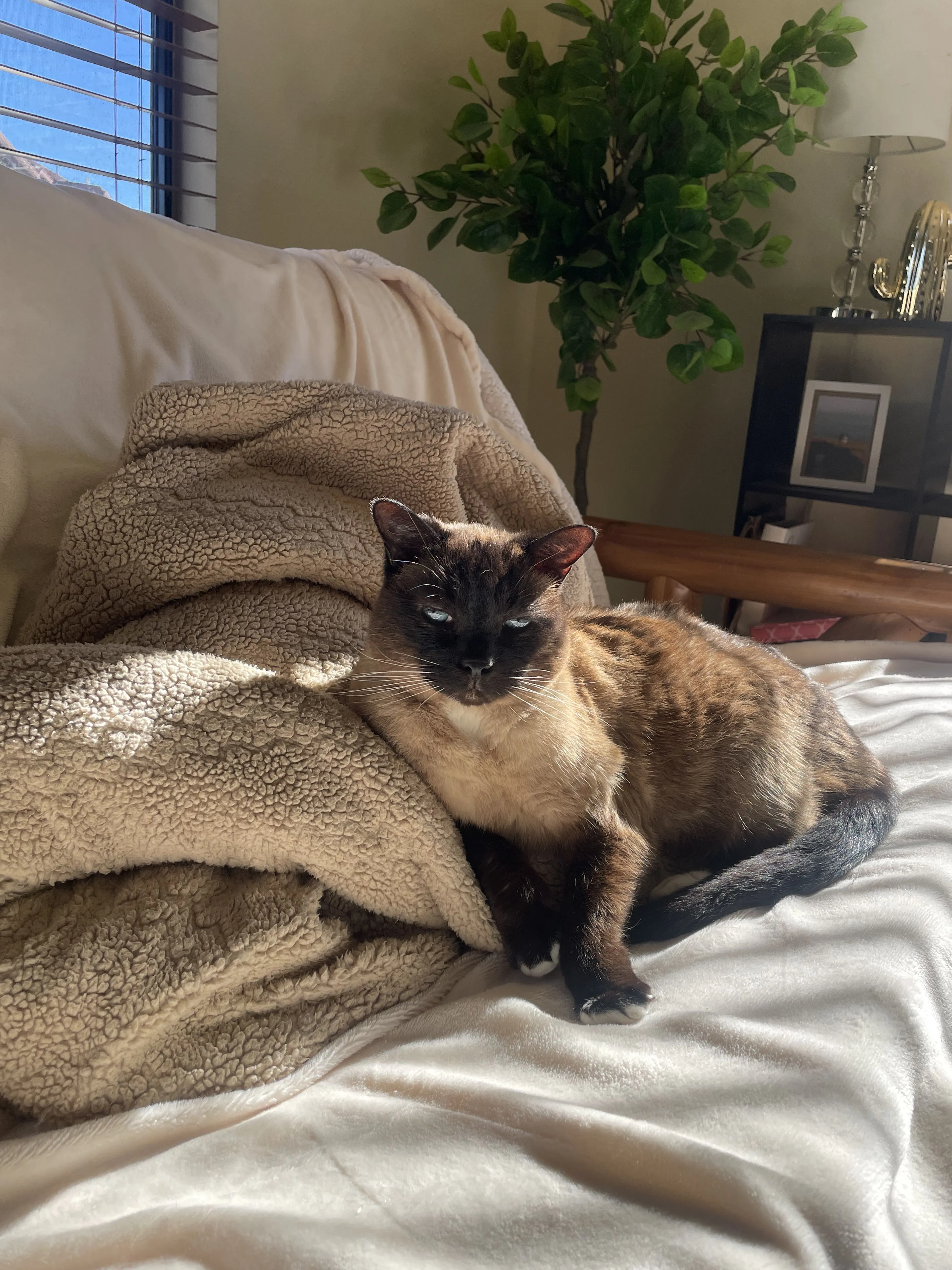 Lost pet