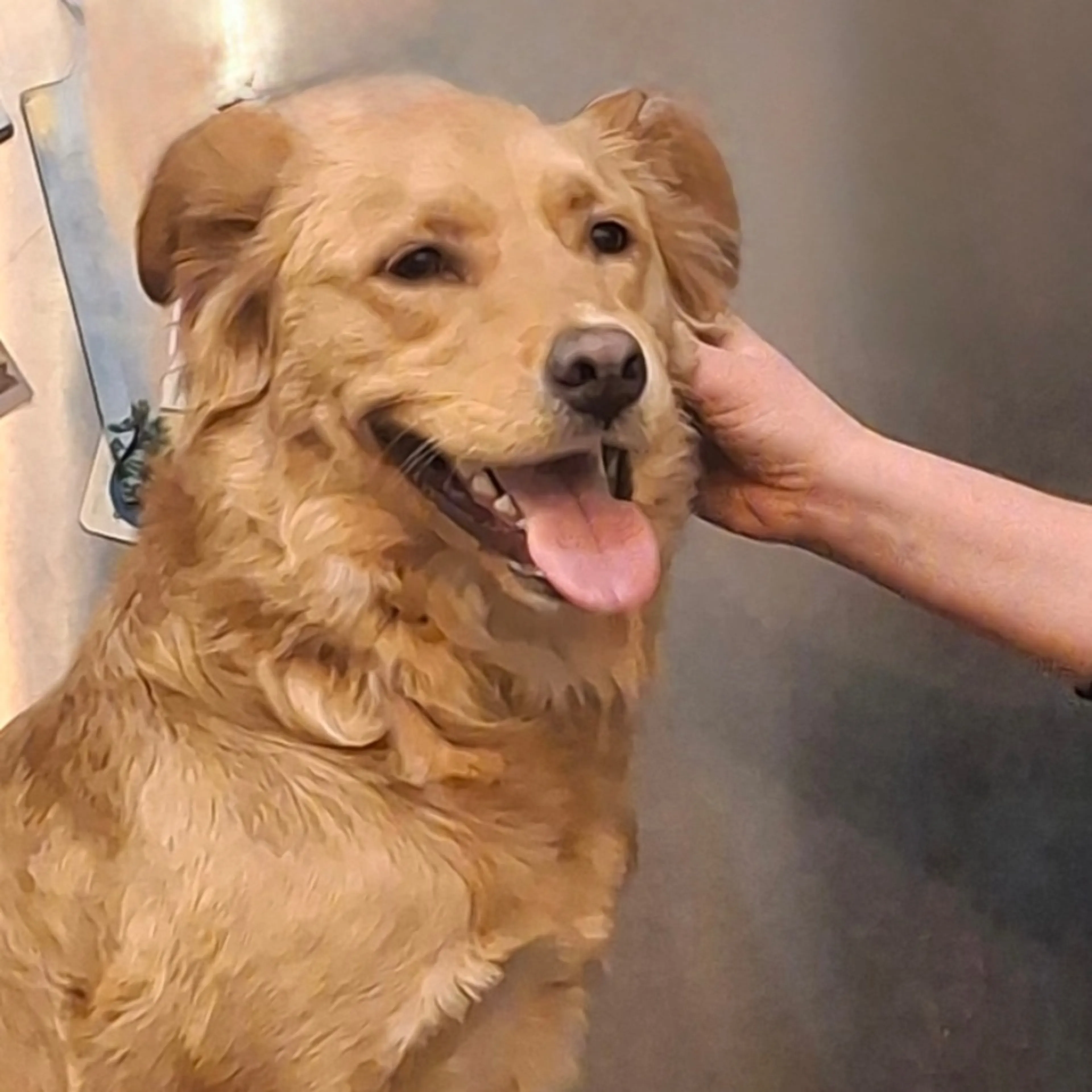 Found pet