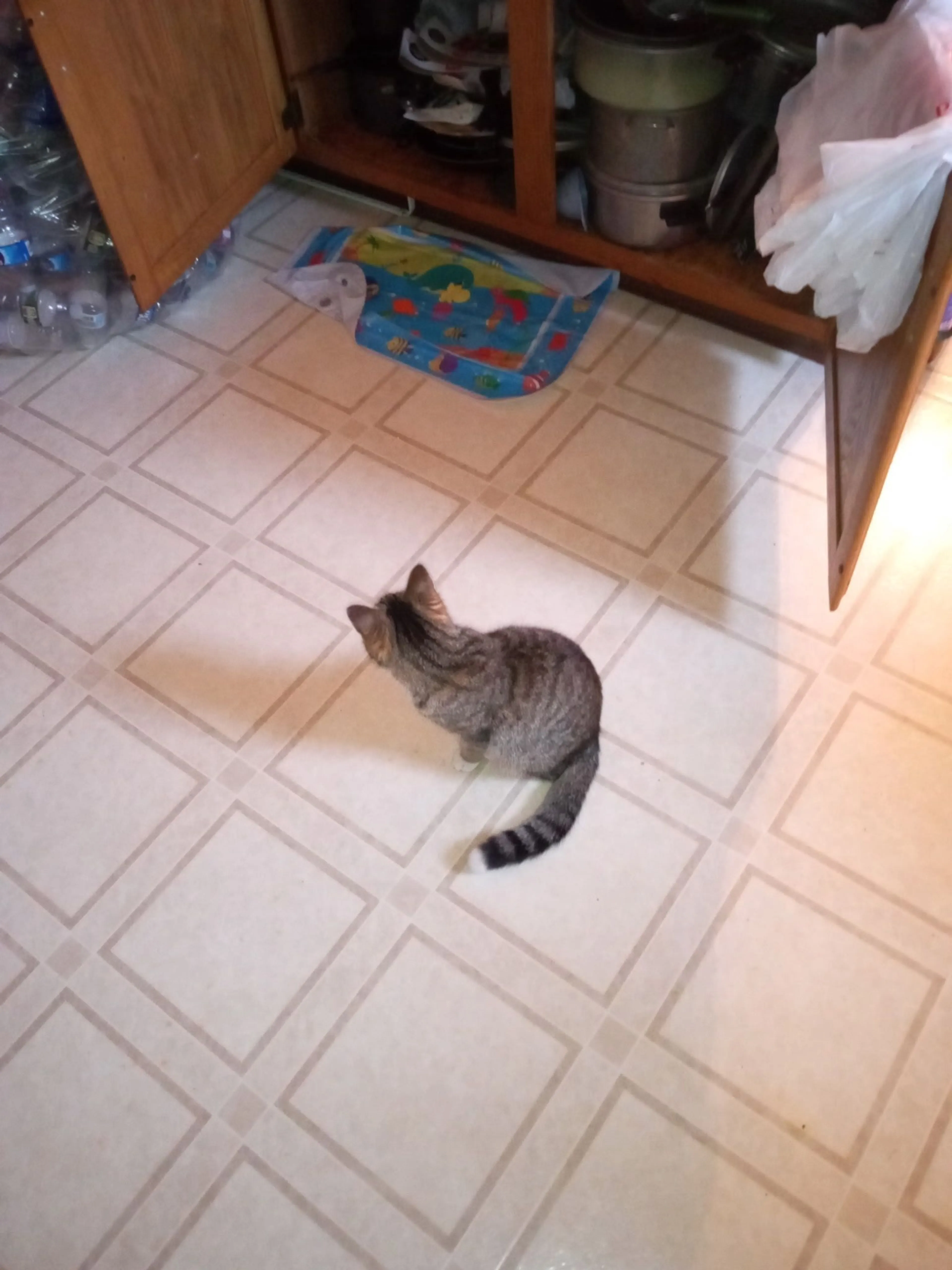 Lost pet