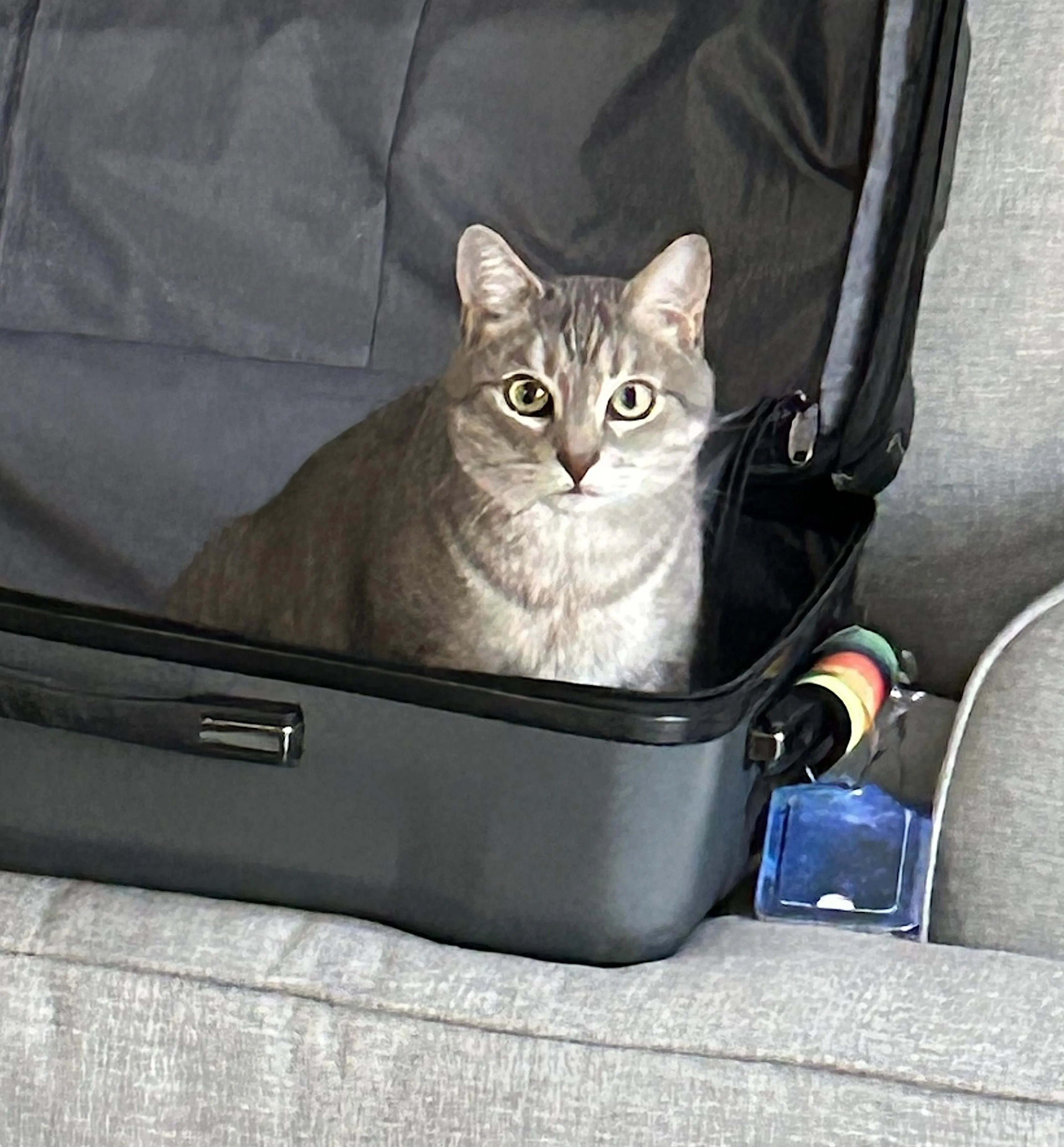 Found pet-3
