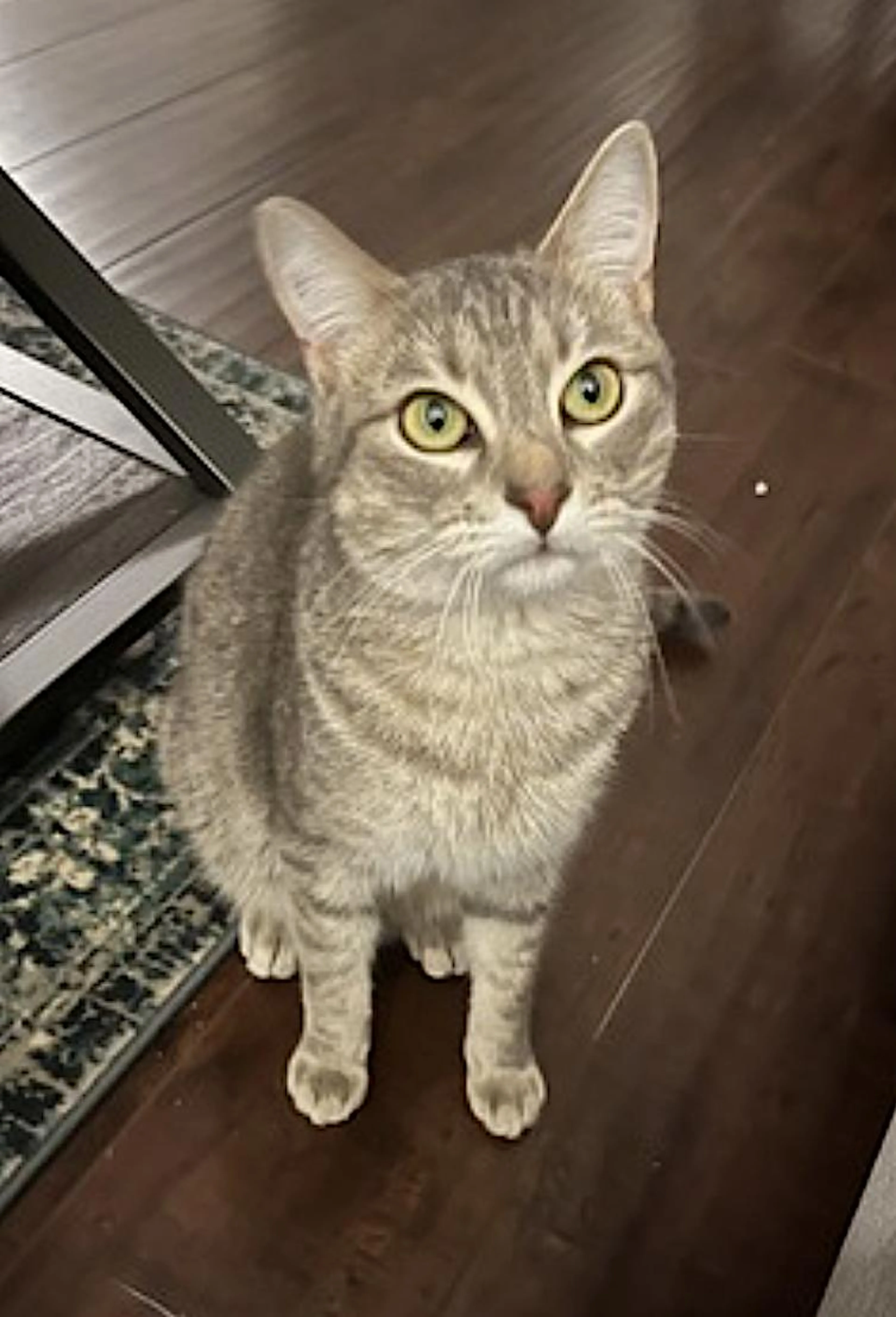 Found pet-4