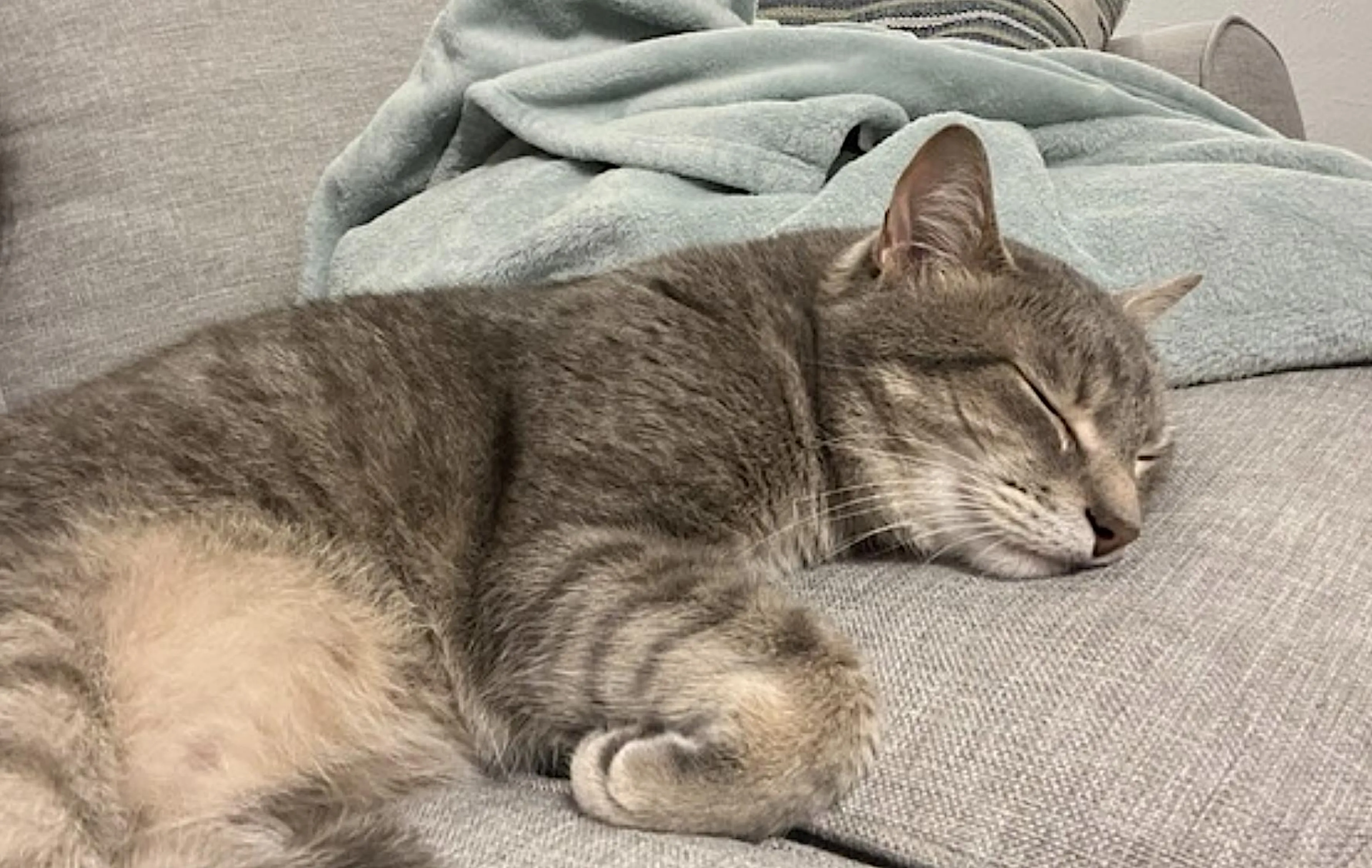 Found pet-2