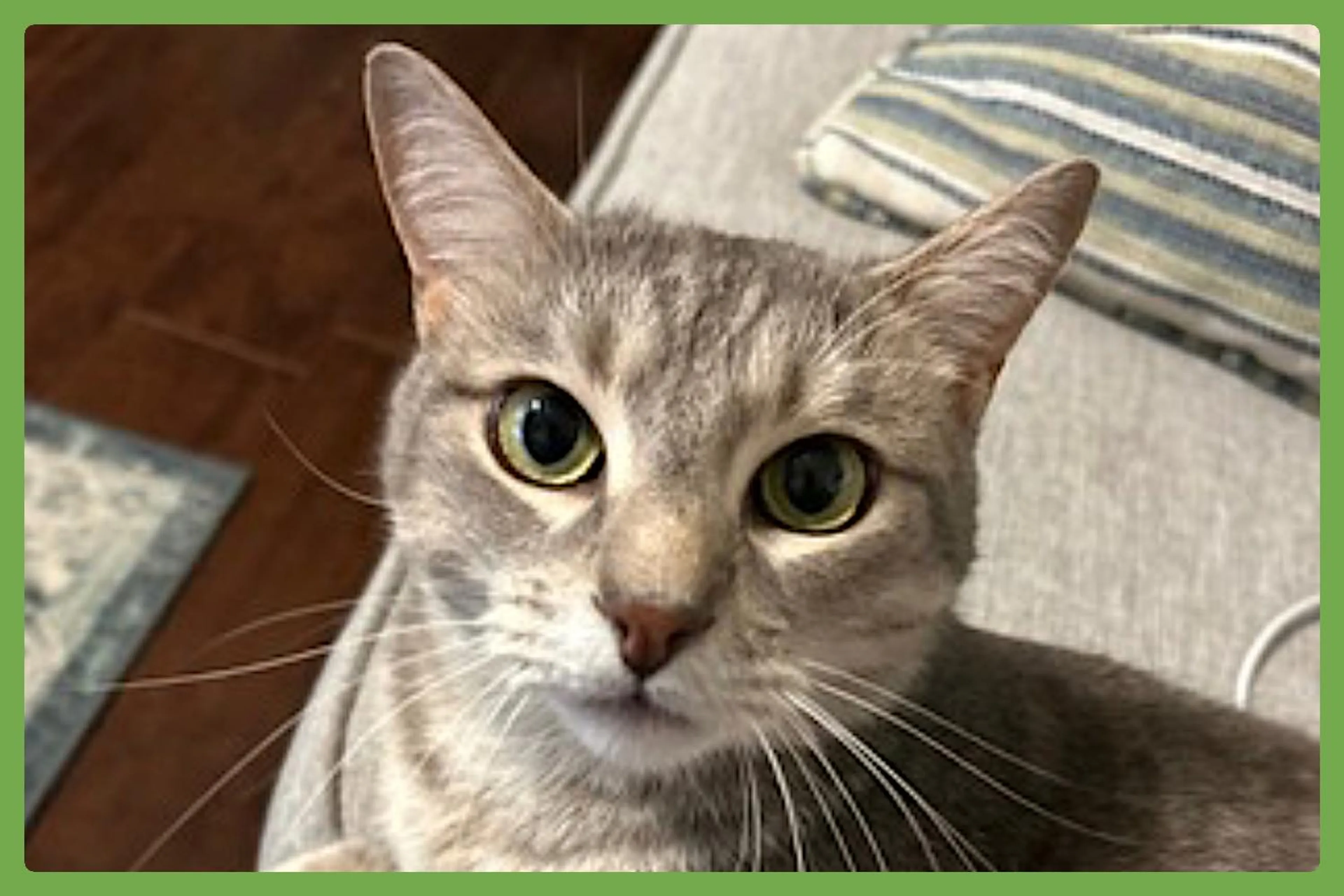 Found pet-1