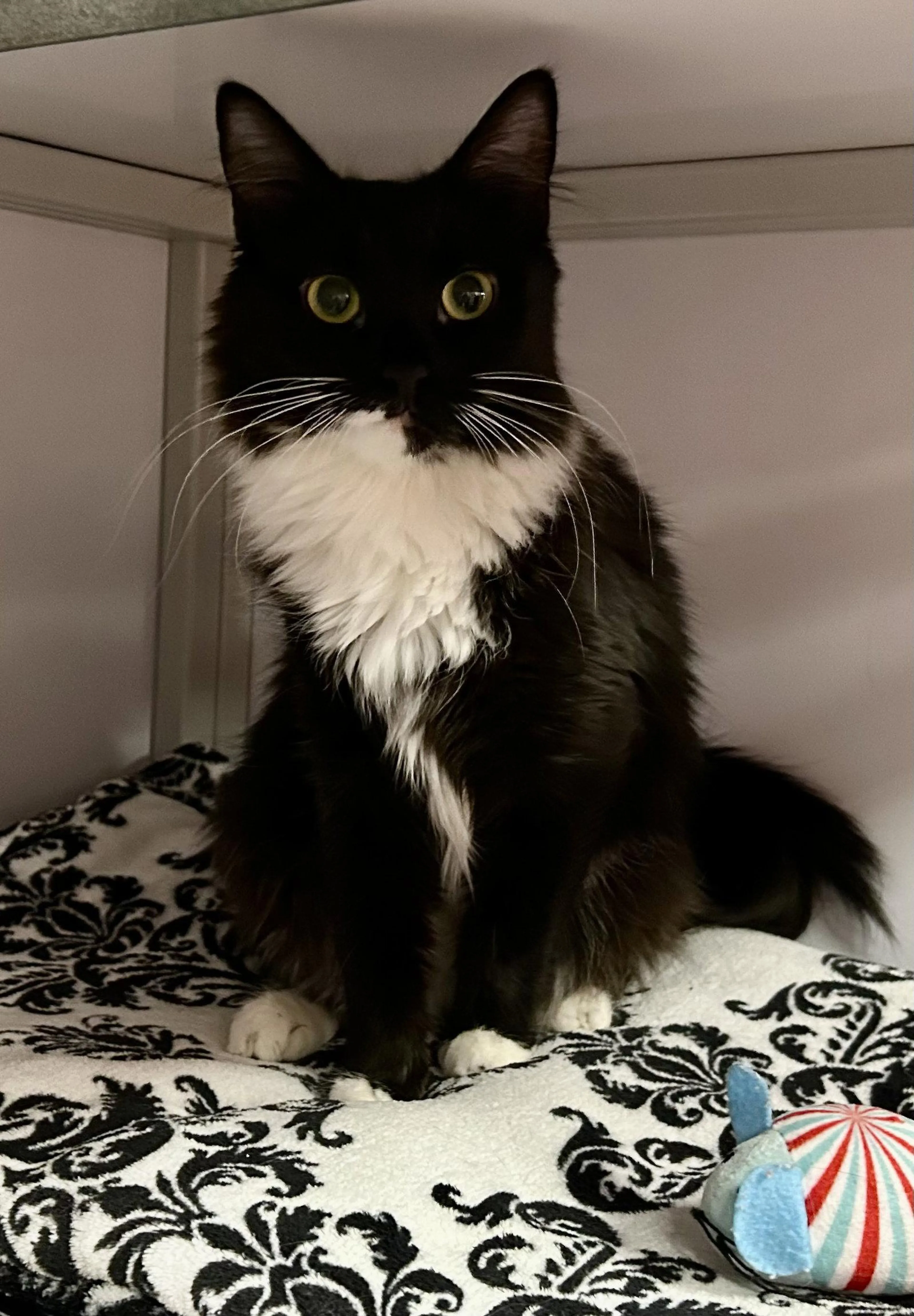 Found pet