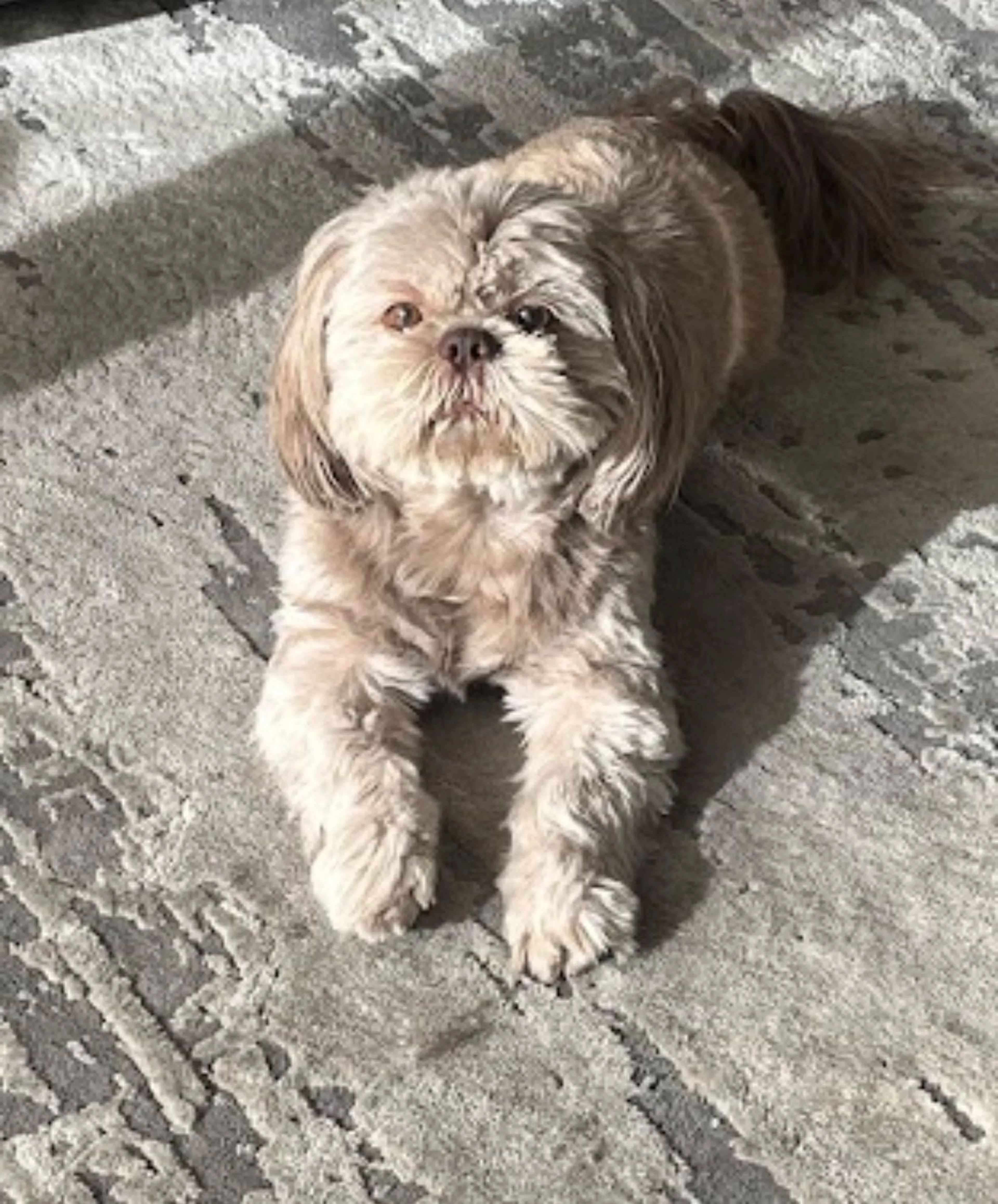Lost pet