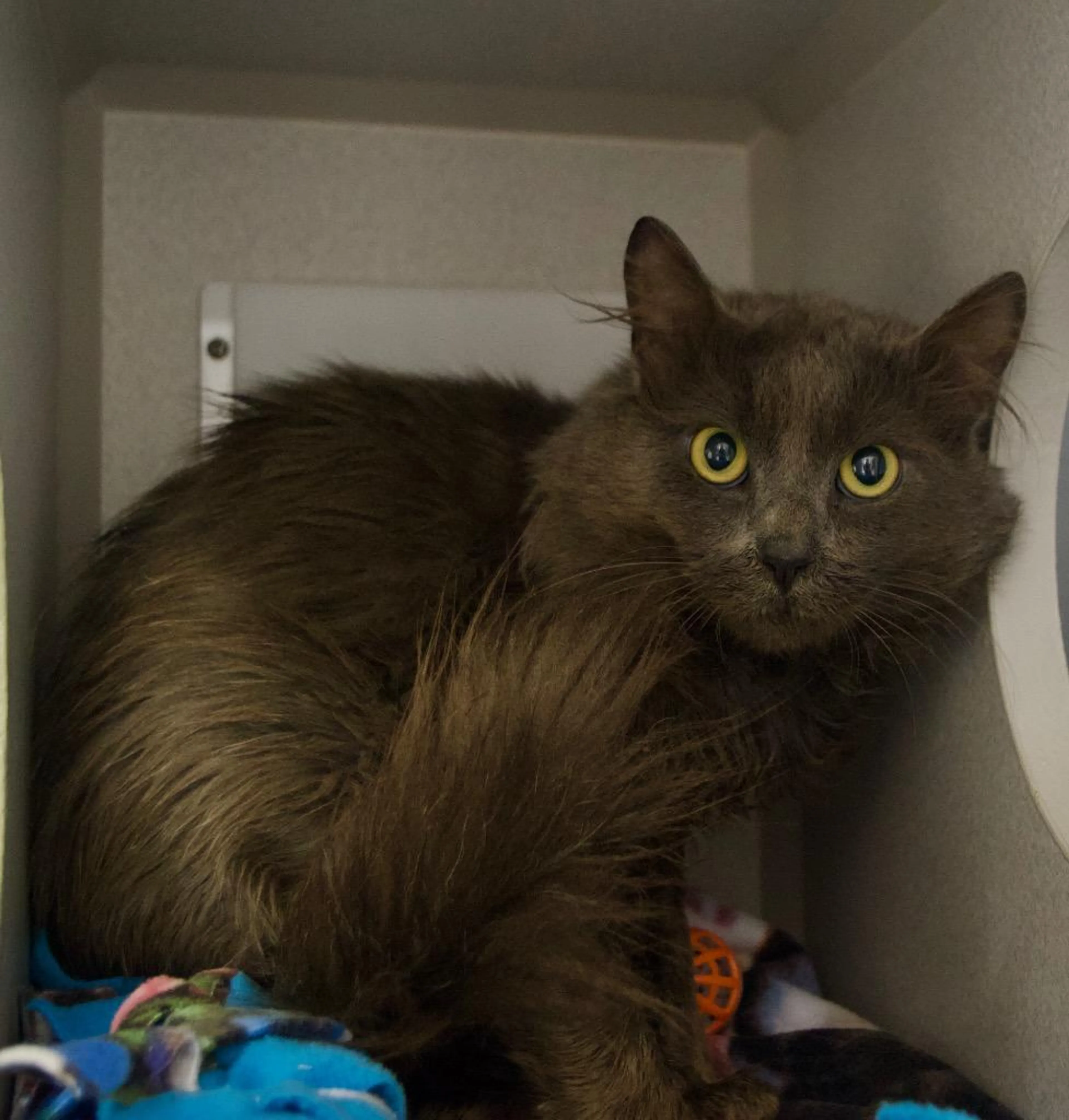 Found pet-1