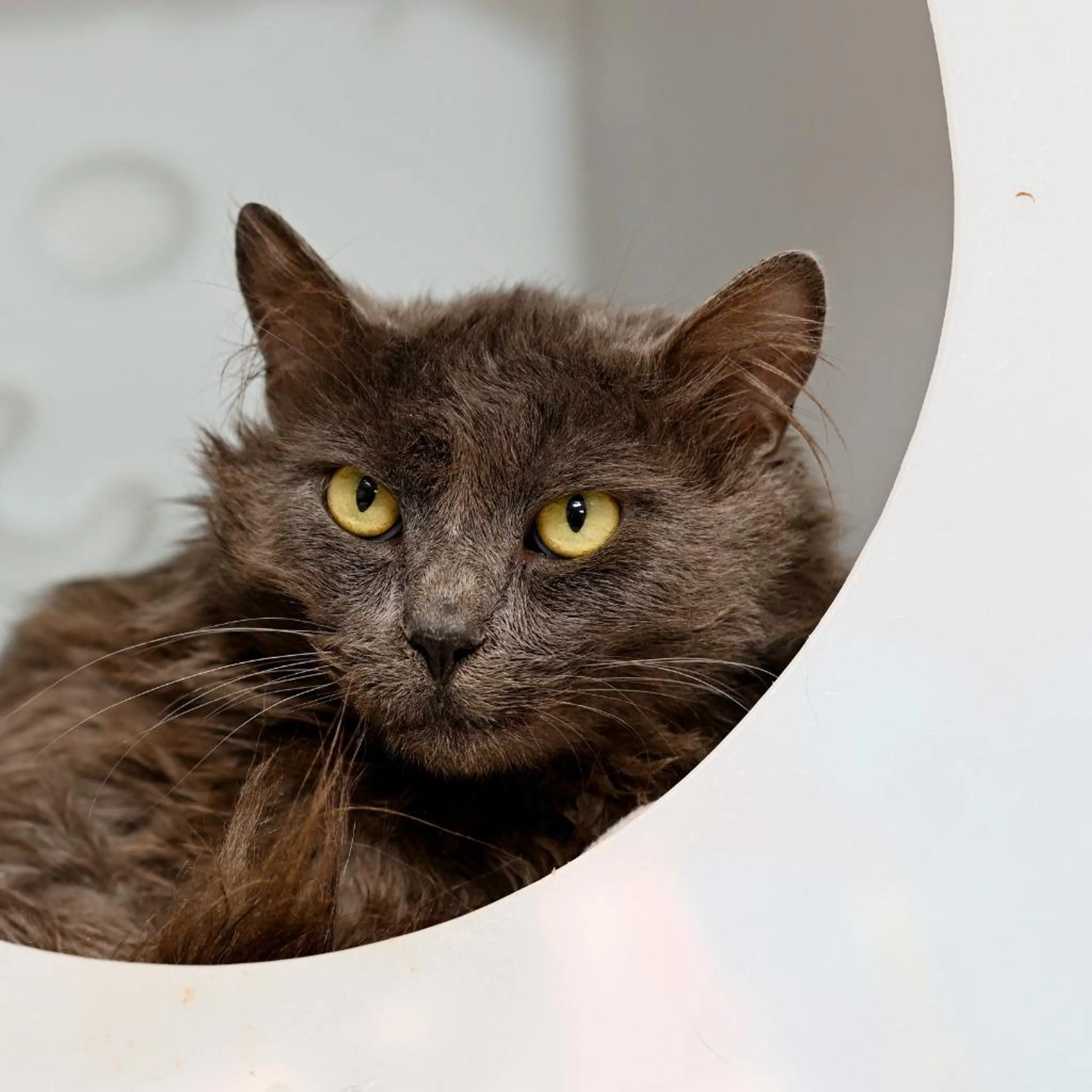 Found pet-2