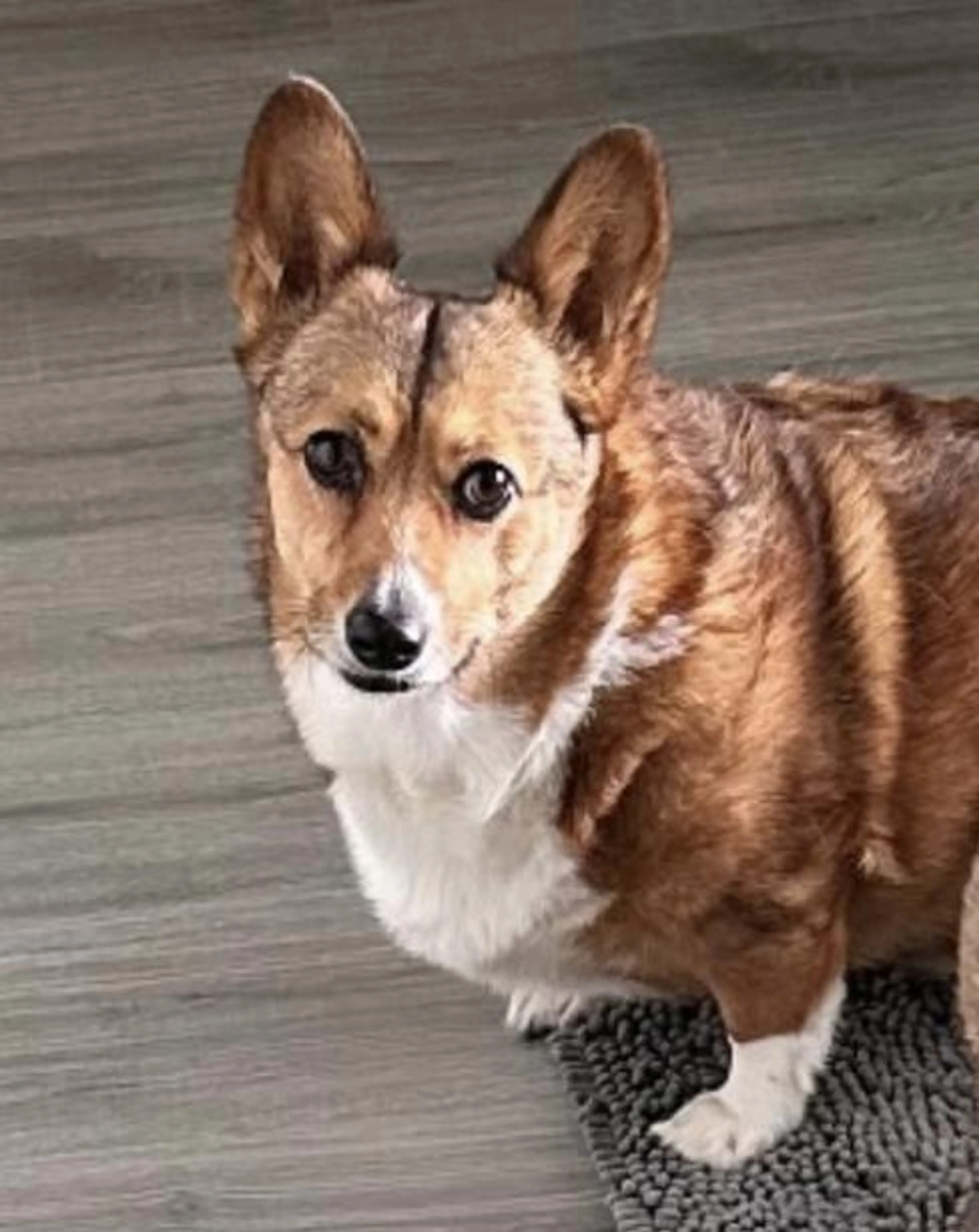 Found pet-4