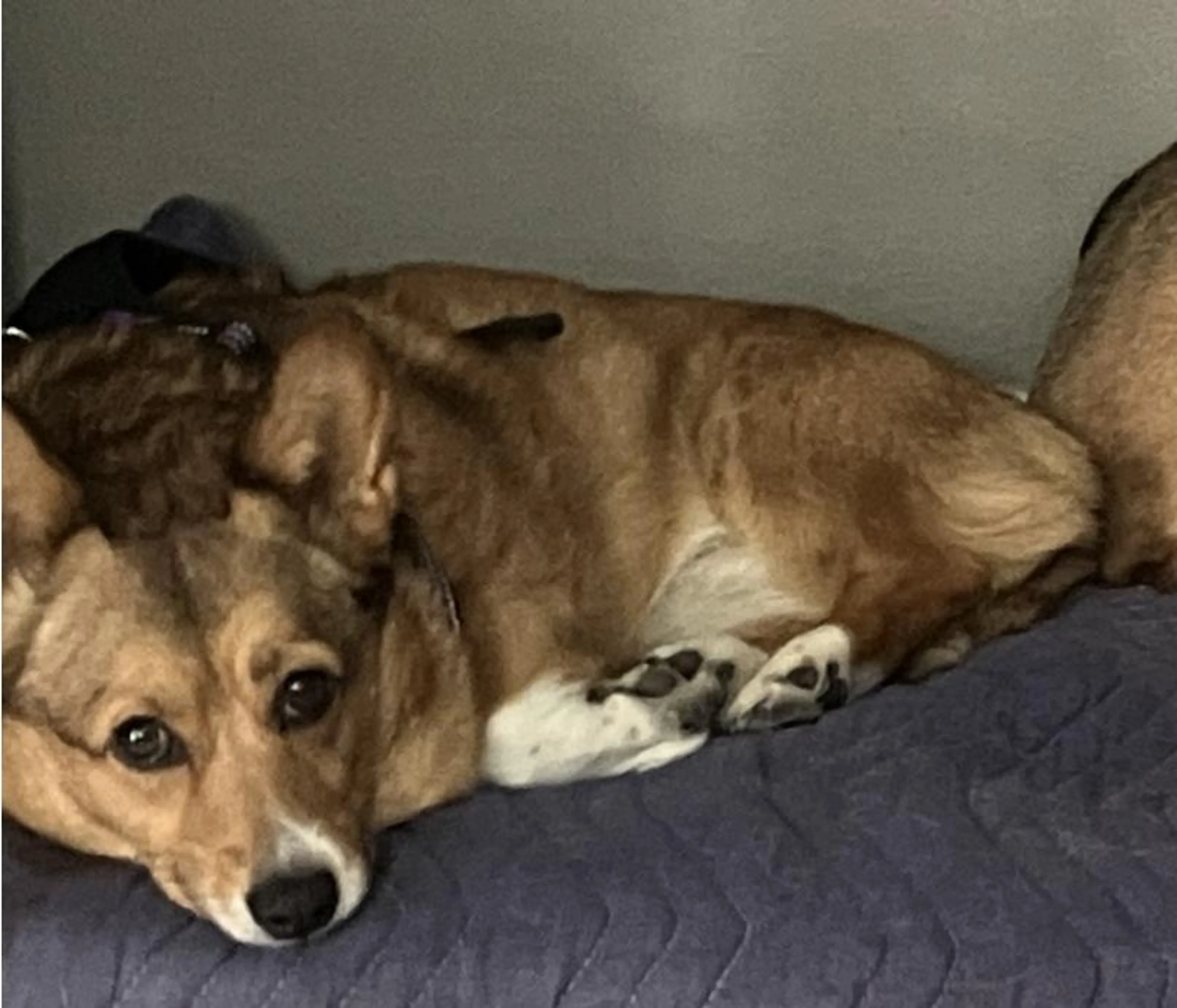 Found pet-2