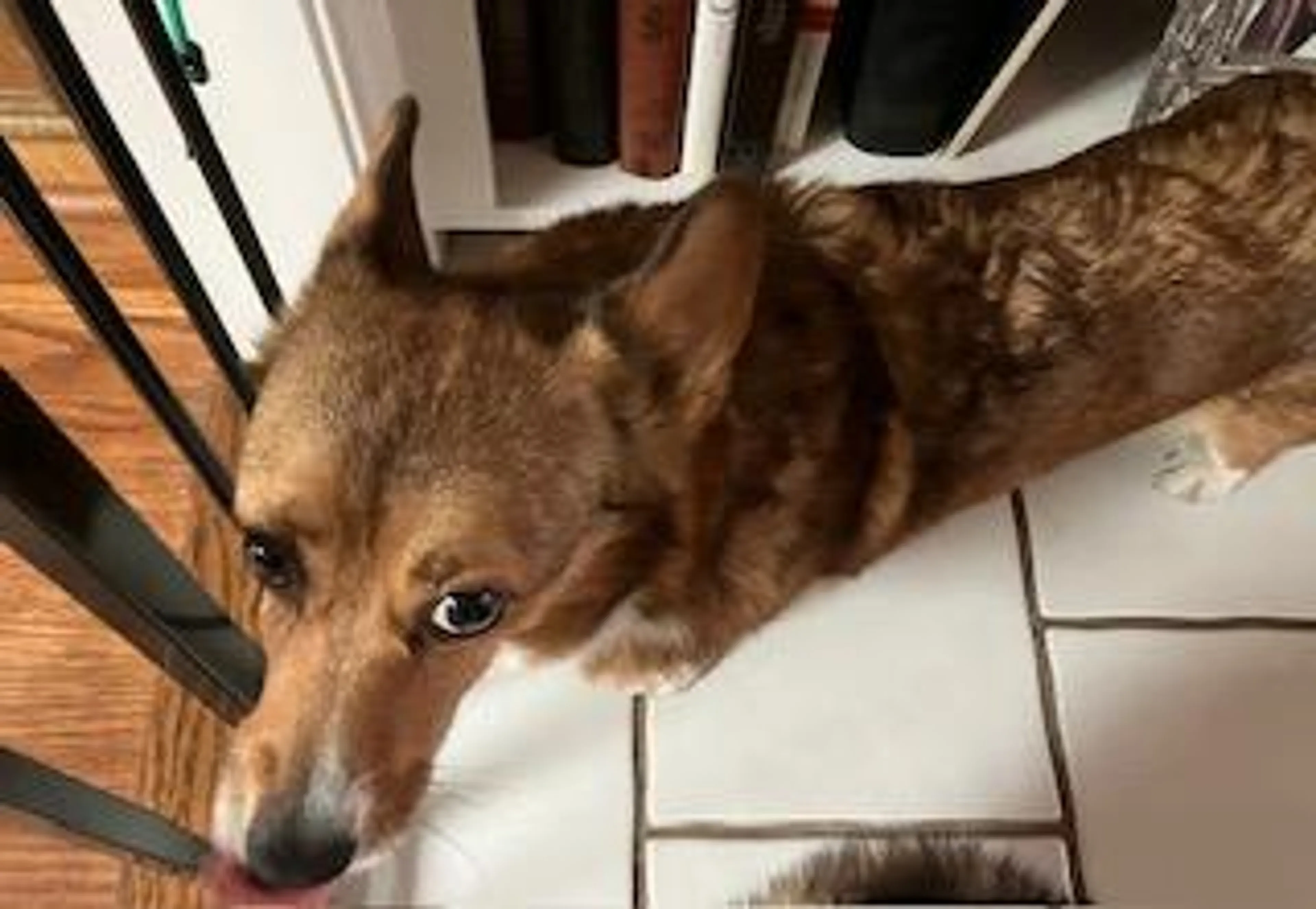 Found pet-1