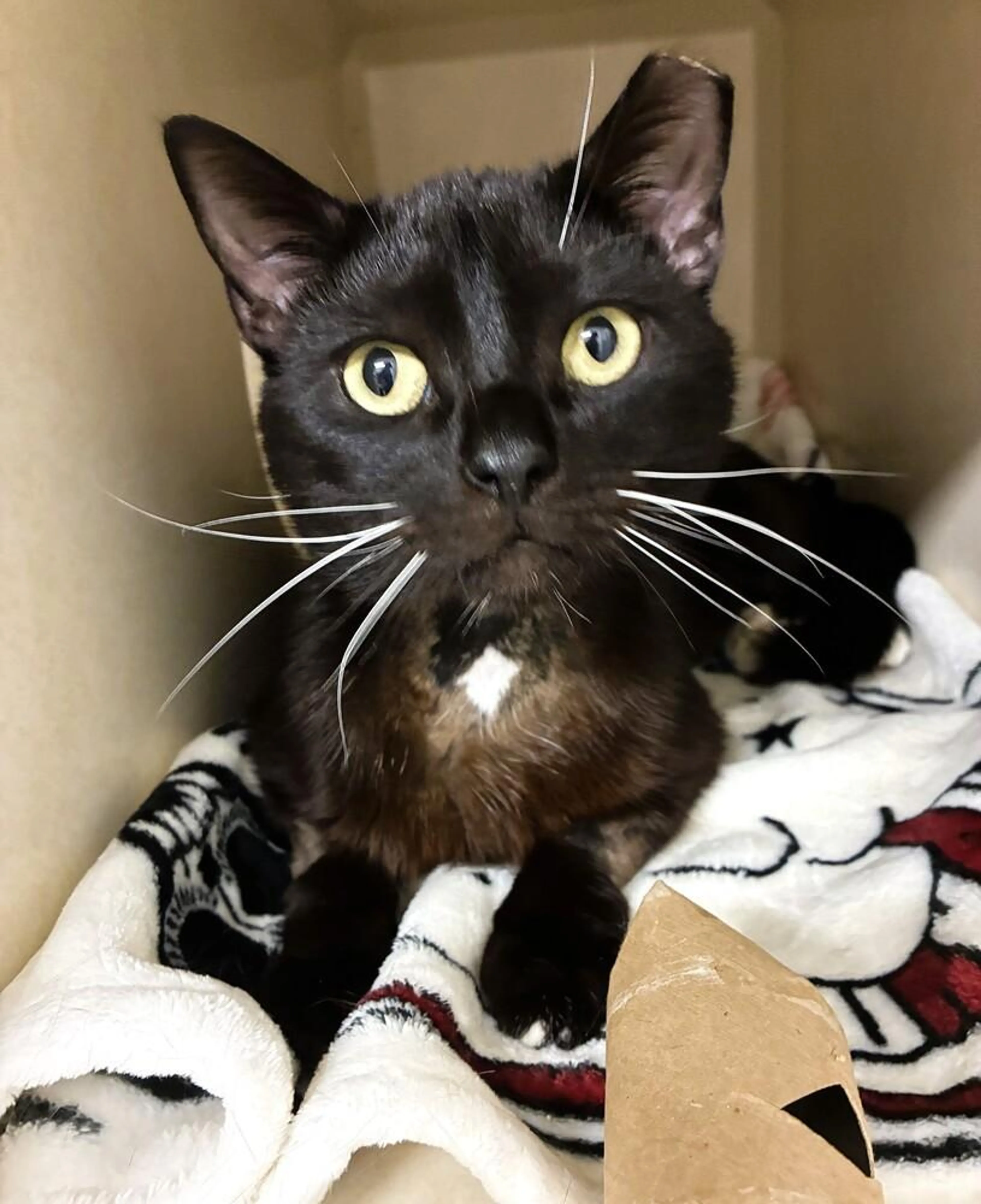Found pet-2