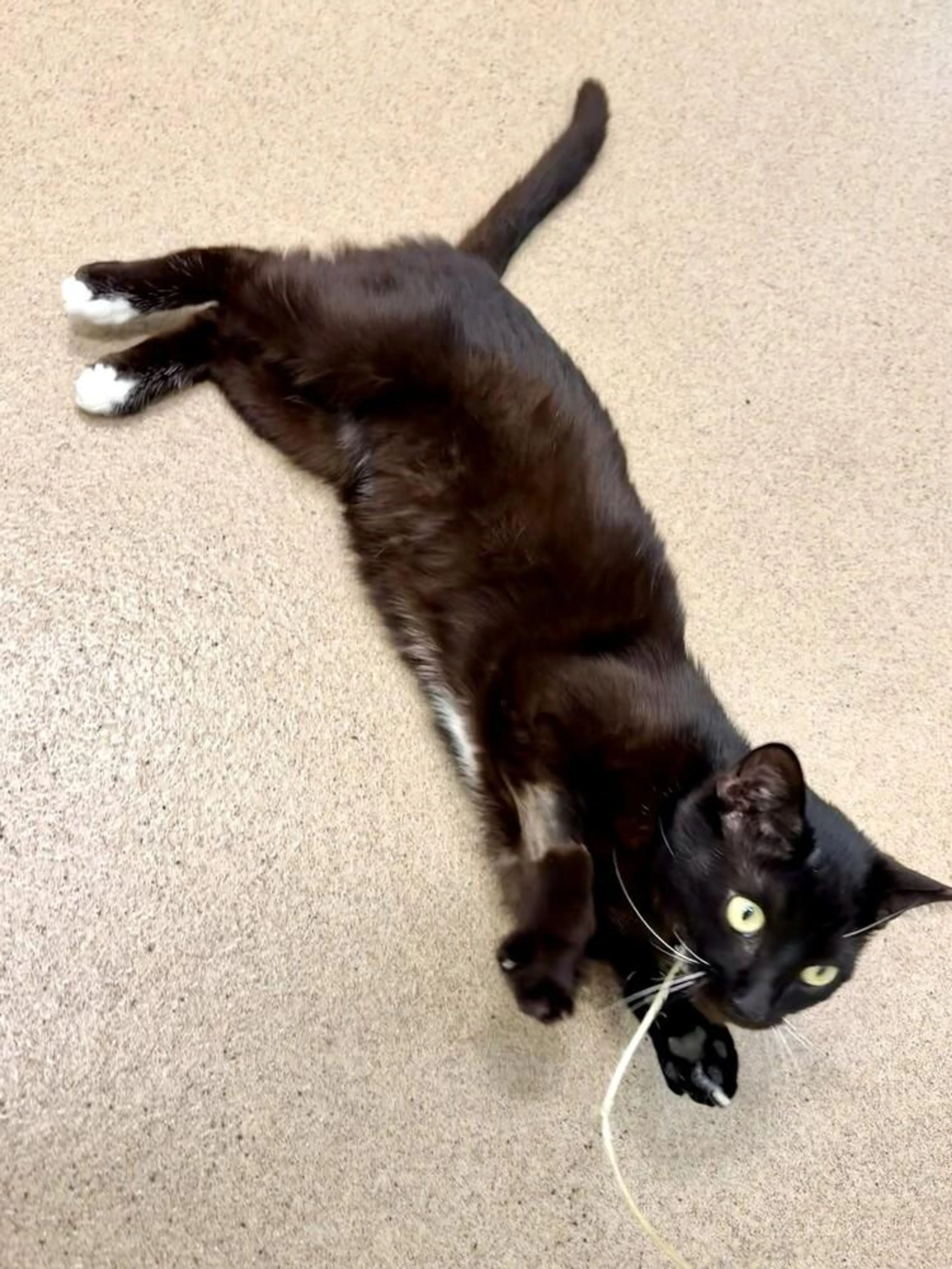 Found pet-3