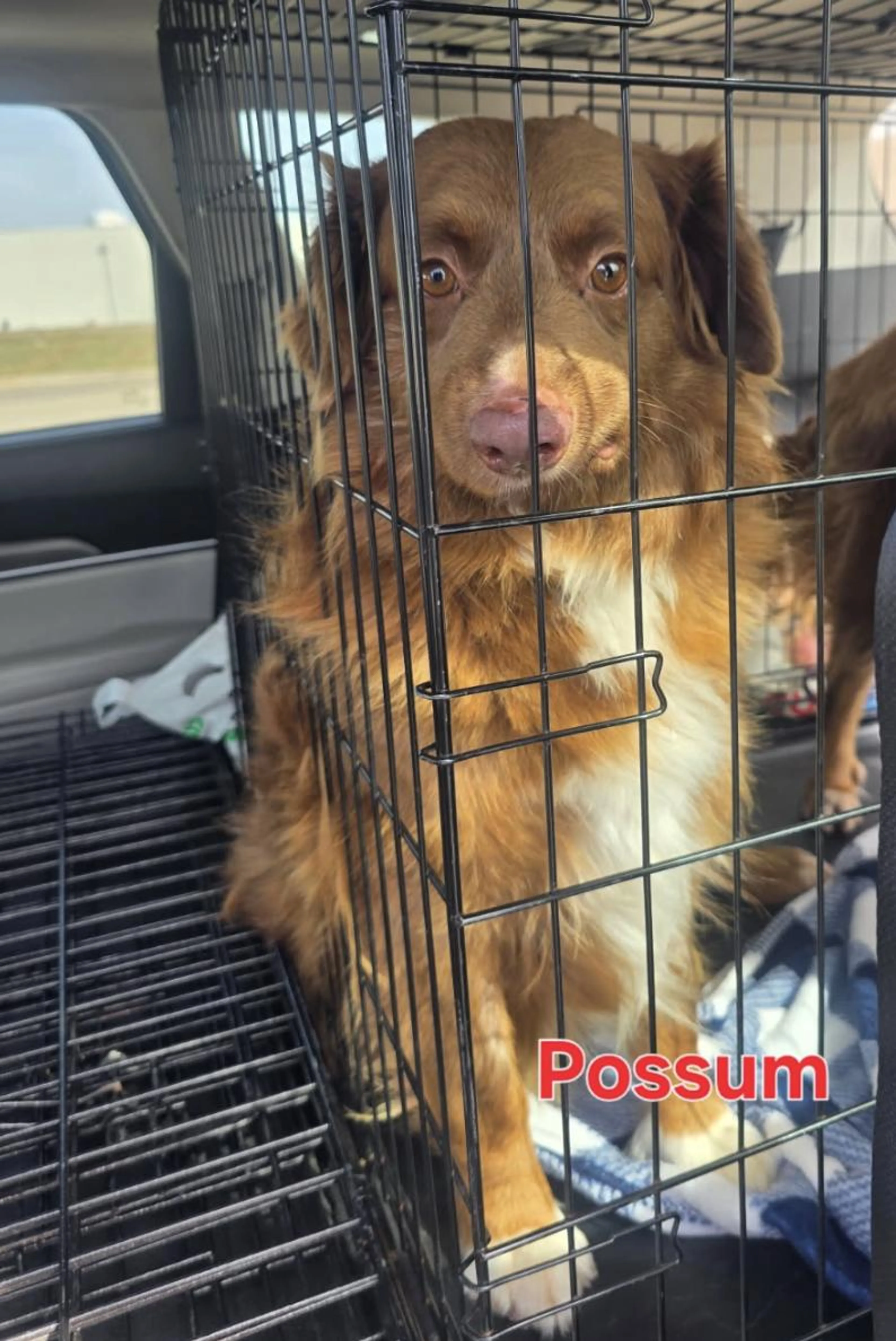 Found pet-0