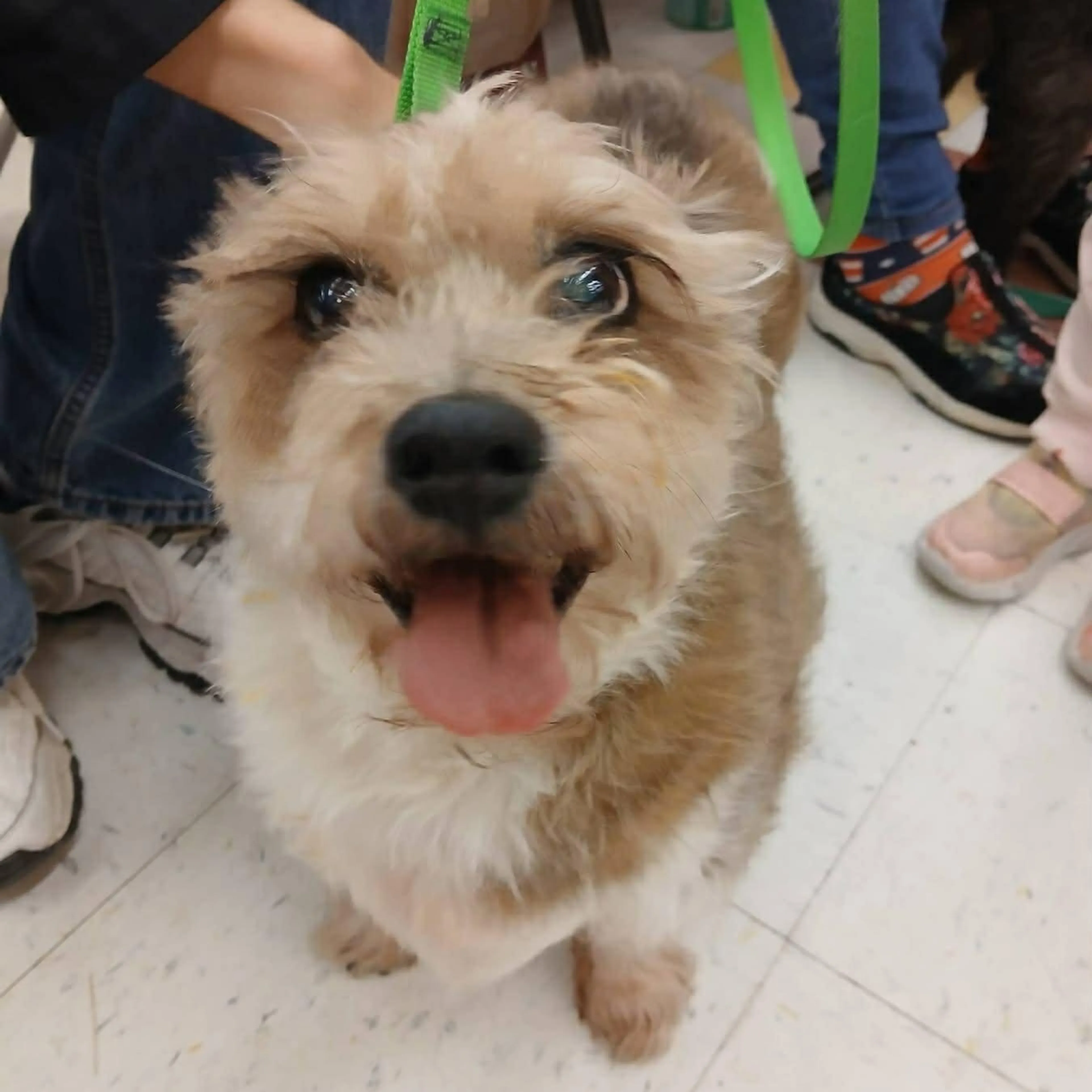 Found pet-1