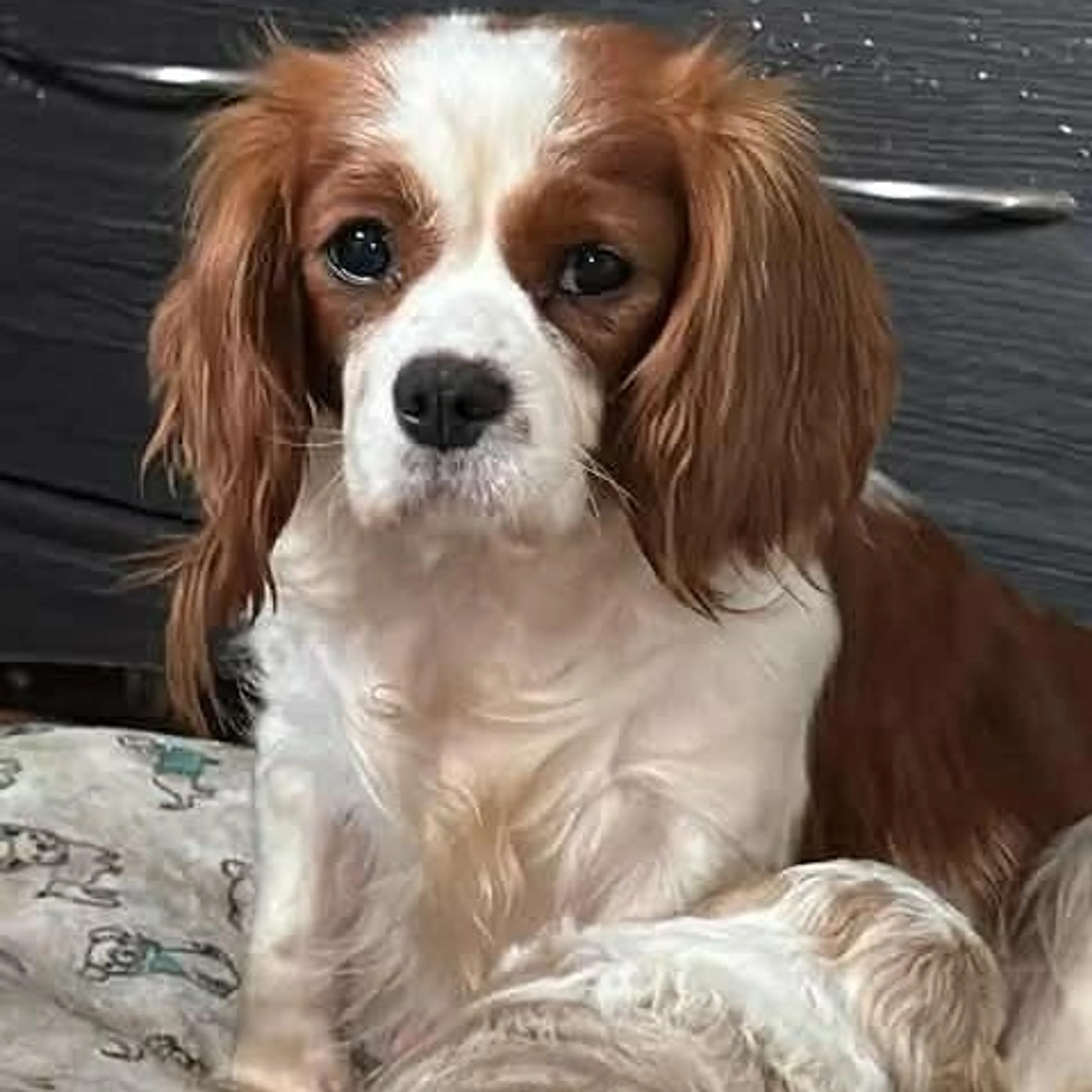 Found pet-0