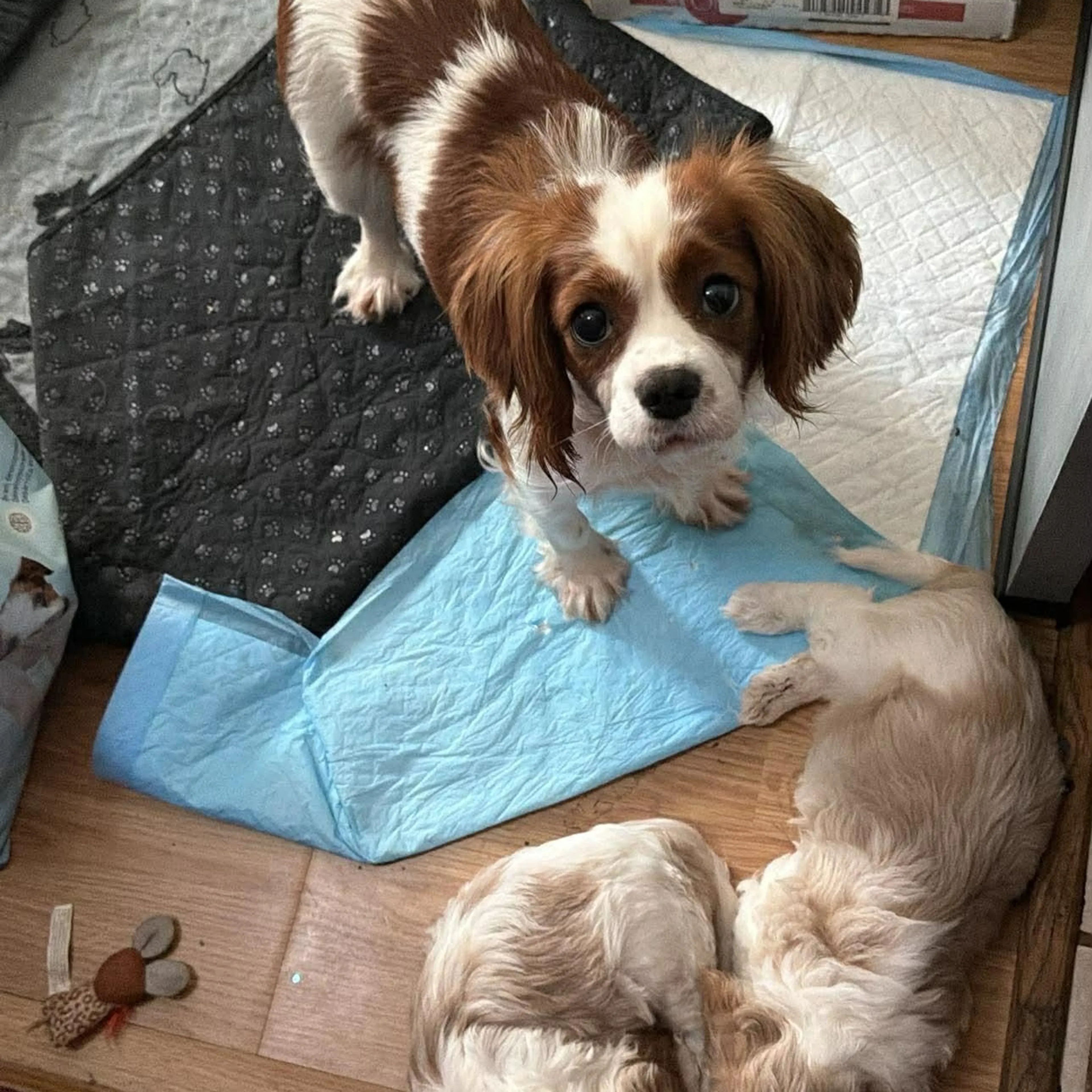 Found pet-3