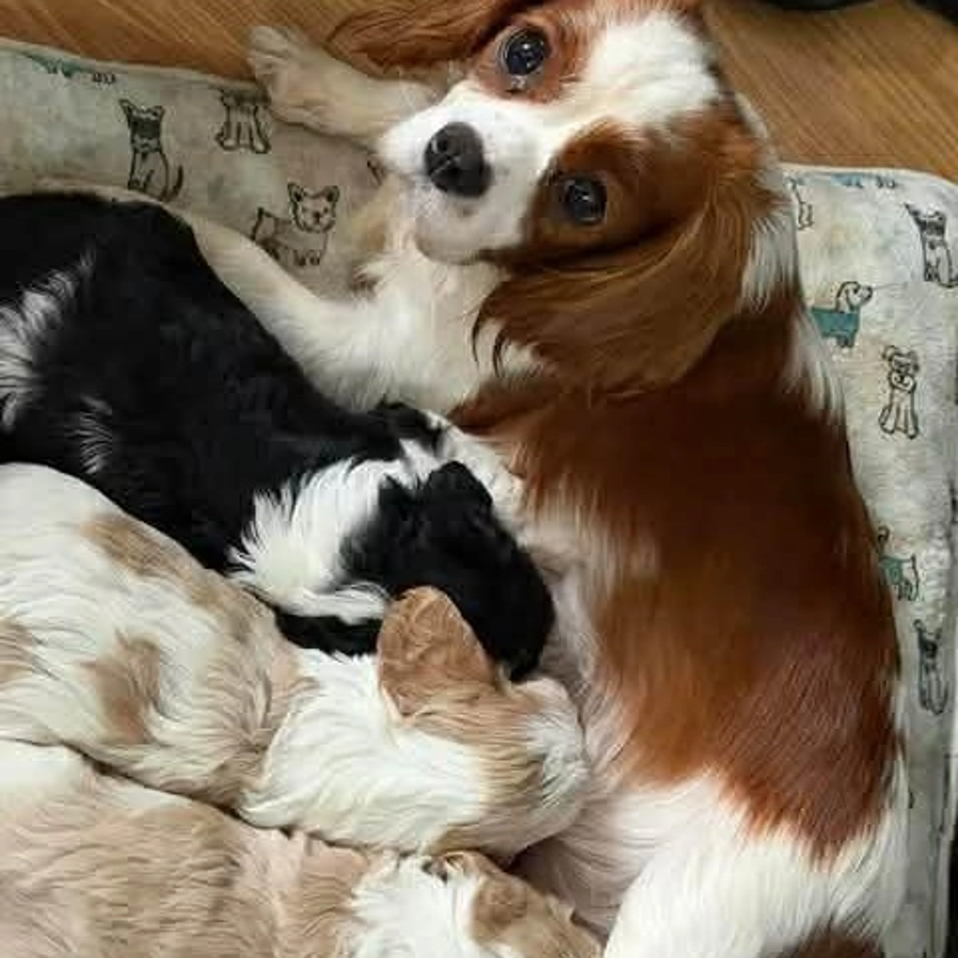 Found pet-1
